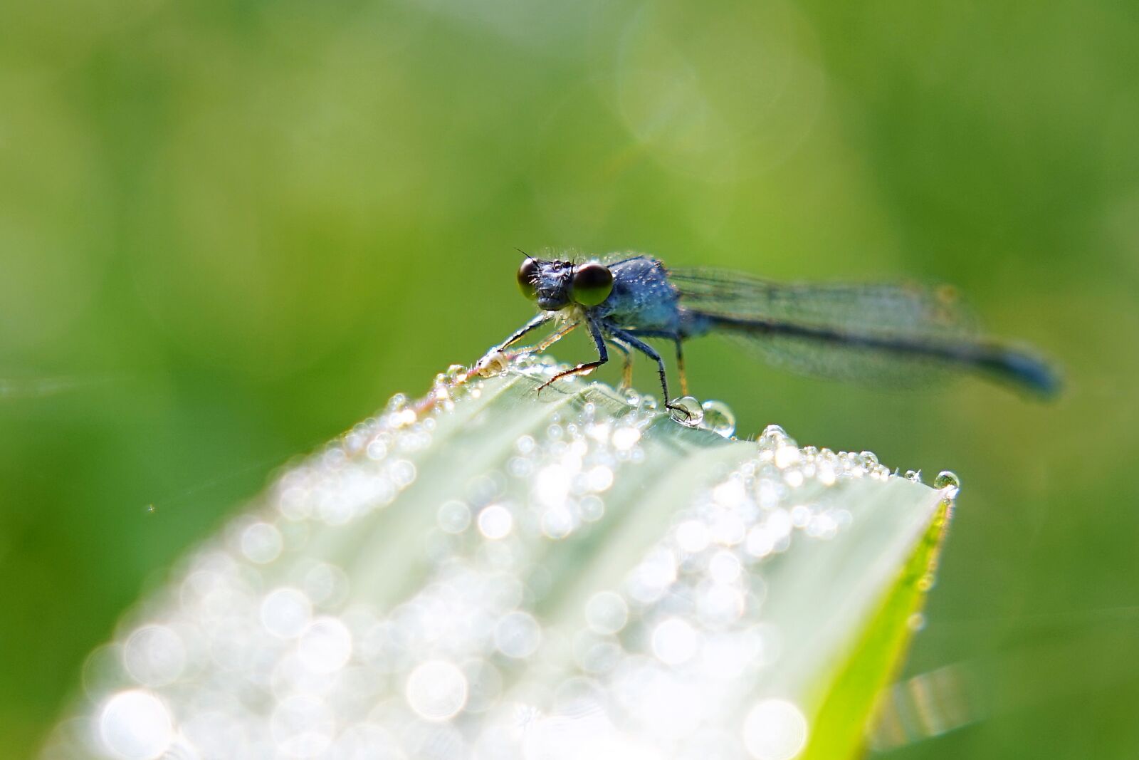 Sony FE 24-105mm F4 G OSS sample photo. Dragonfly, grass, dew photography
