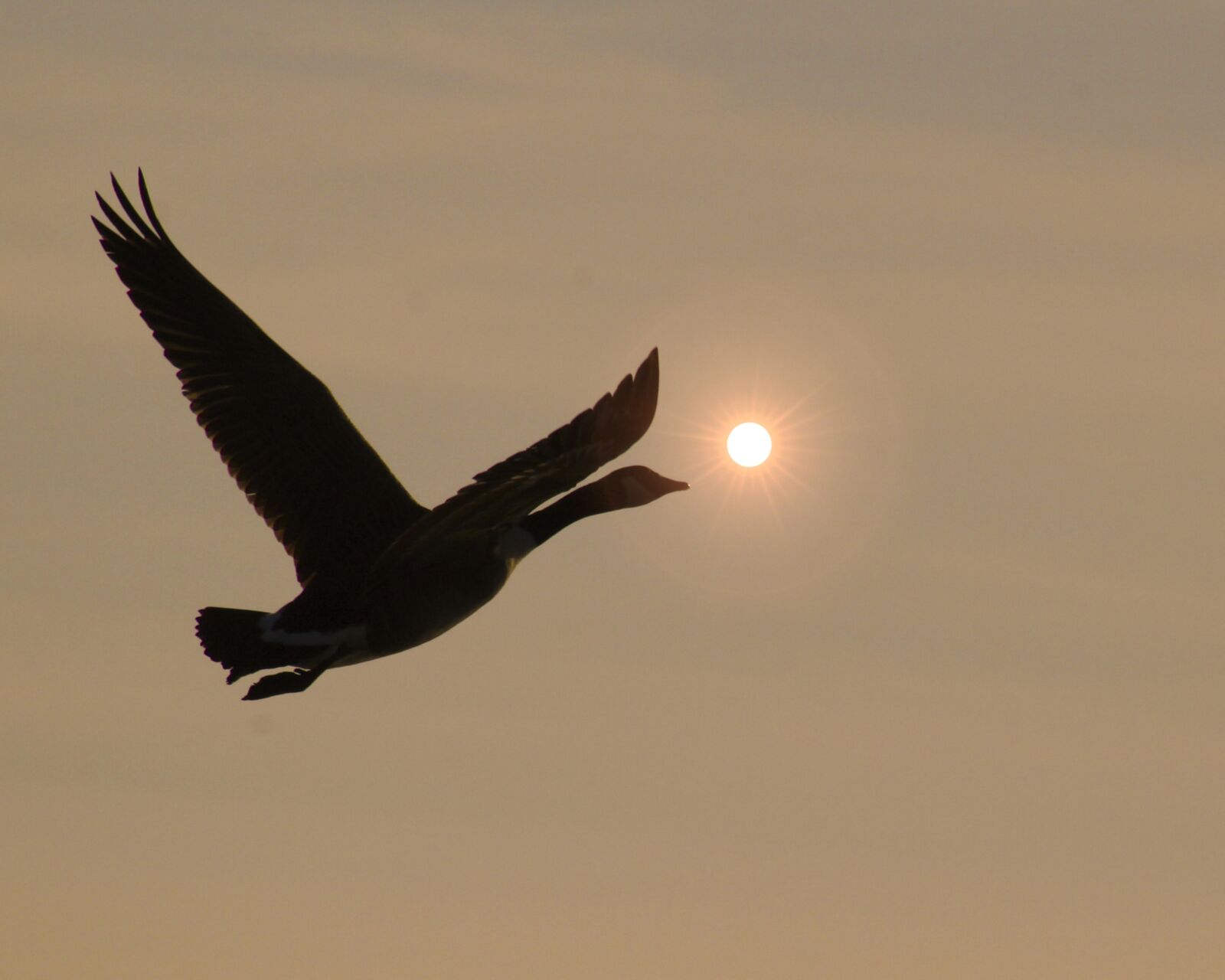 Canon EF 75-300mm f/4-5.6 sample photo. Bird, geese, goose photography