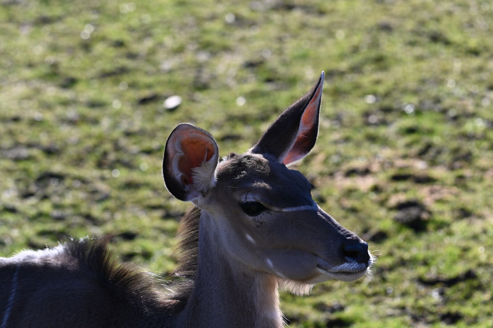 Nikon Z7 sample photo. Zoo, deer, antelope photography