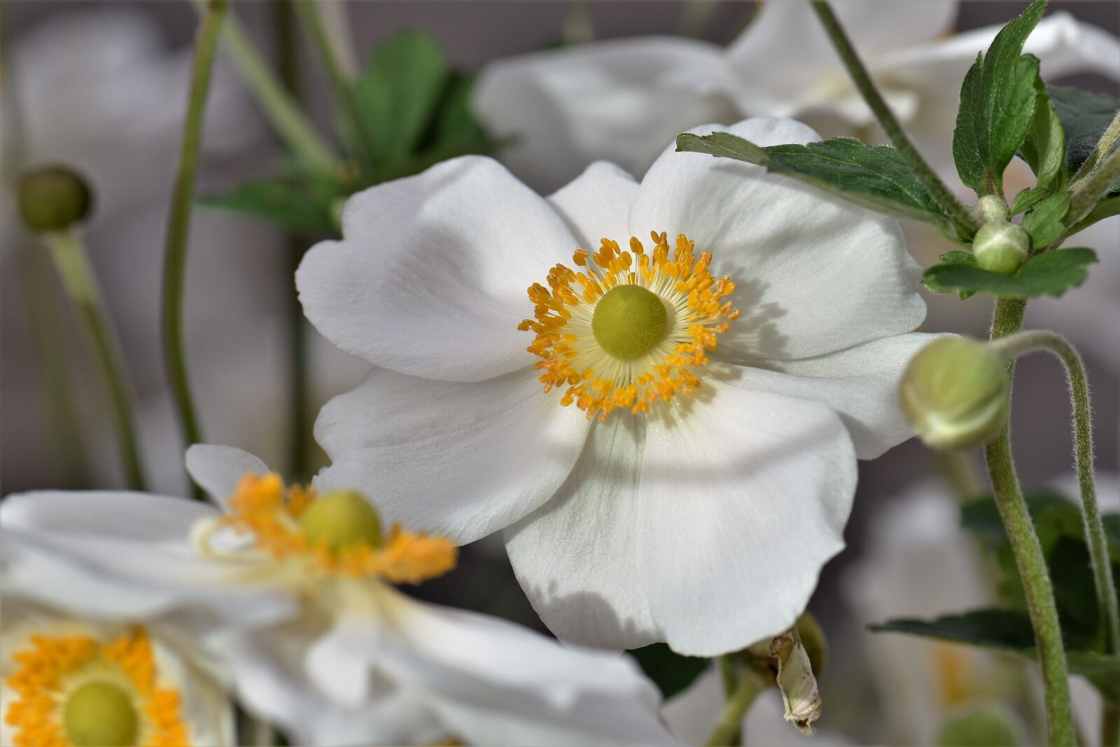 Nikon D5500 sample photo. Anemone, blossom, bloom photography