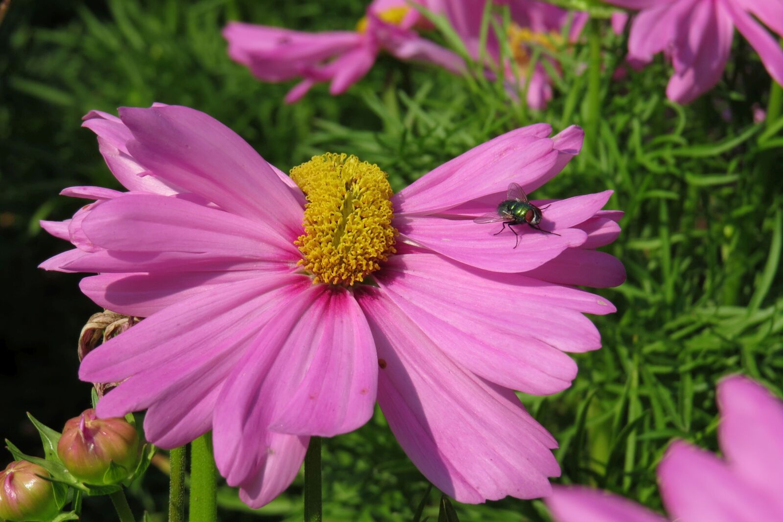 Canon PowerShot SX50 HS sample photo. Flower, malformed, pink flower photography