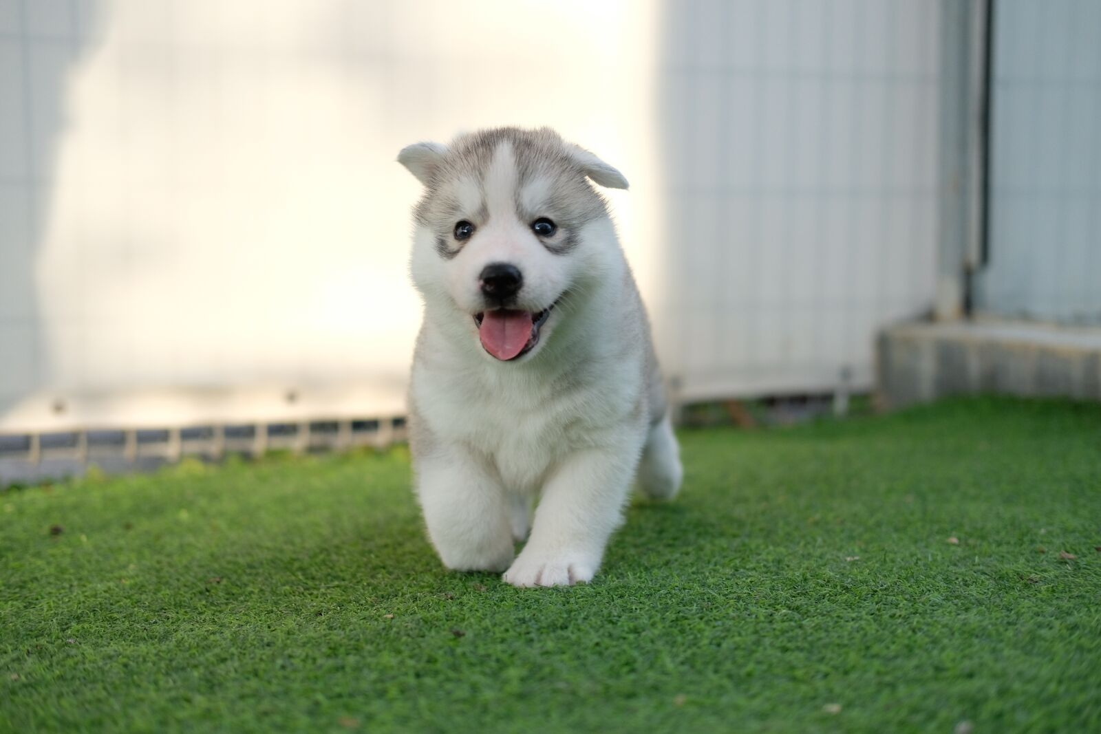 Fujifilm X-T20 + Fujifilm XF 35mm F2 R WR sample photo. Husky, siberian husky, dog photography