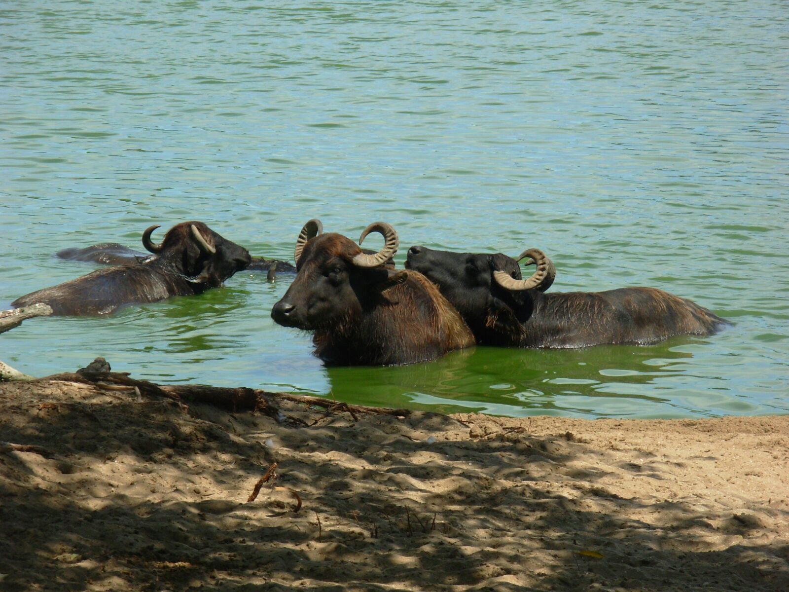 Nikon COOLPIX L1 sample photo. Buffalo, nature, animals photography