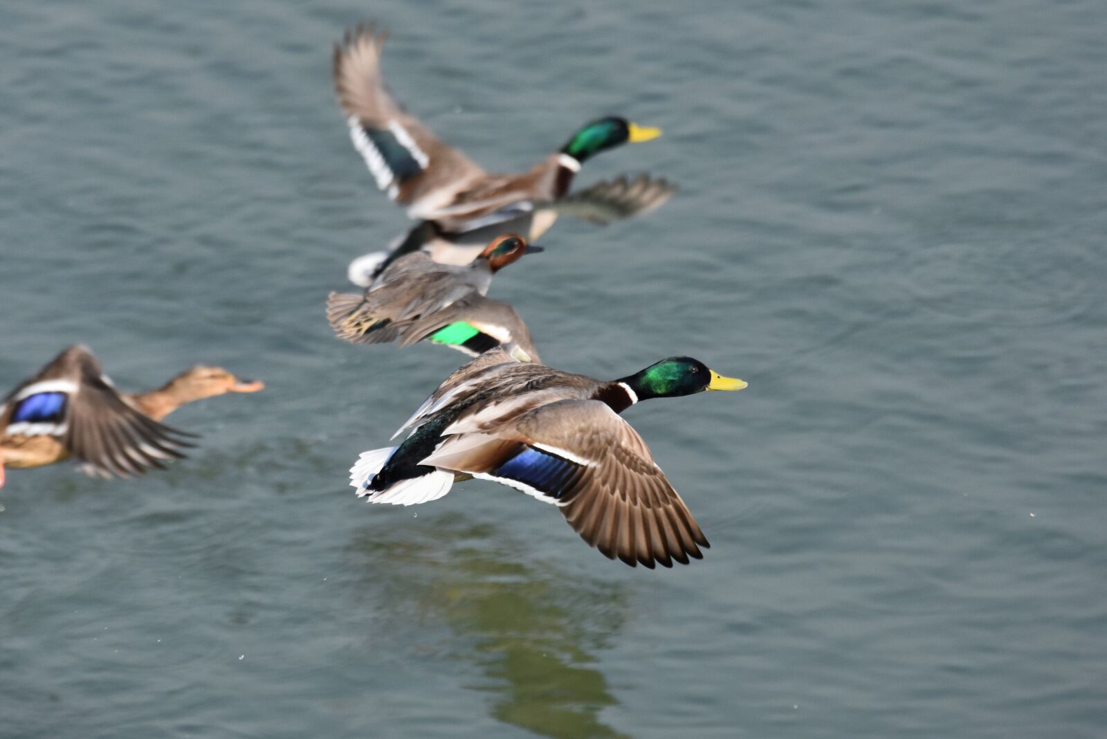 Nikon D7200 sample photo. Animal, river, waterside photography