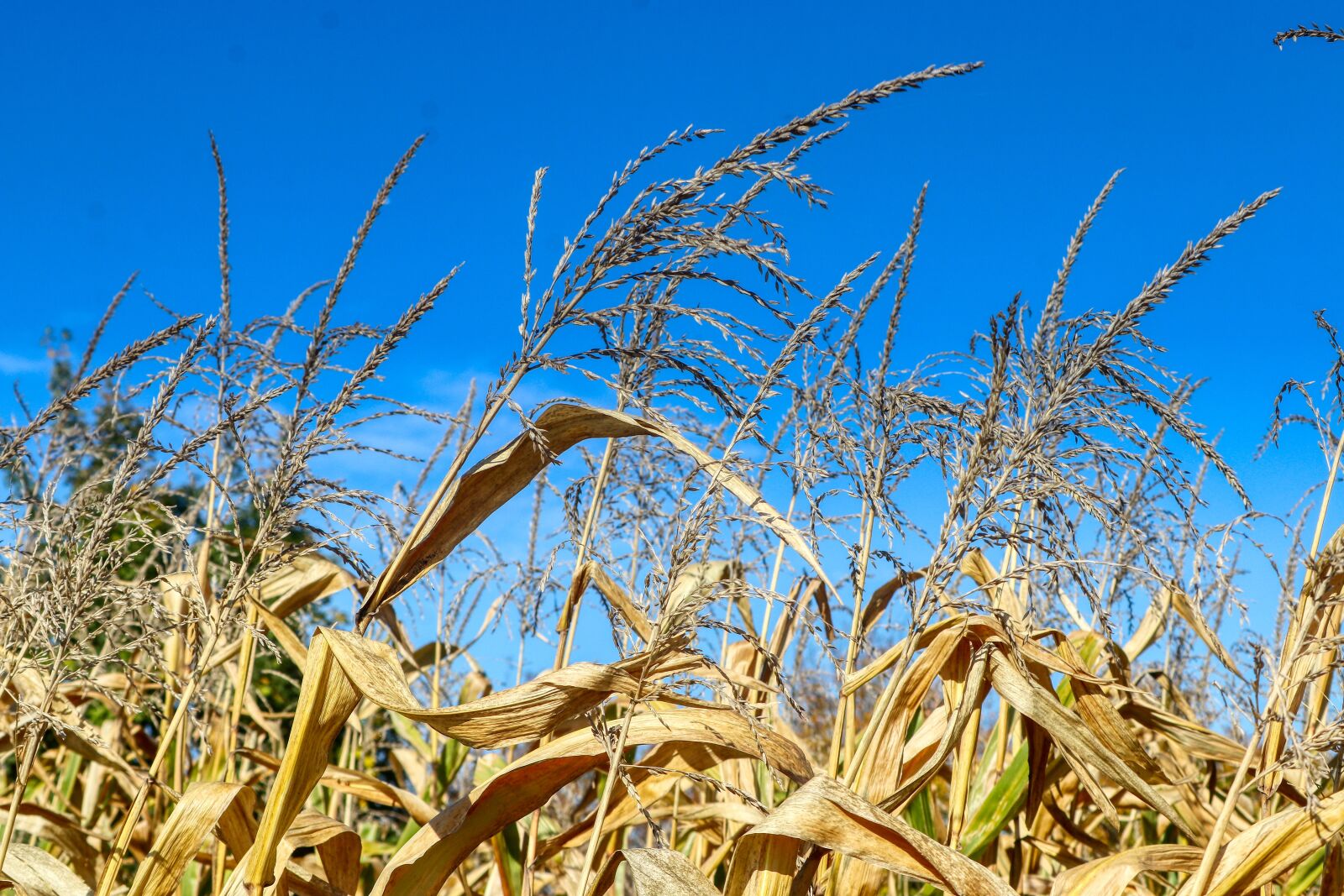 Canon EOS 80D sample photo. Field, blue, sky photography