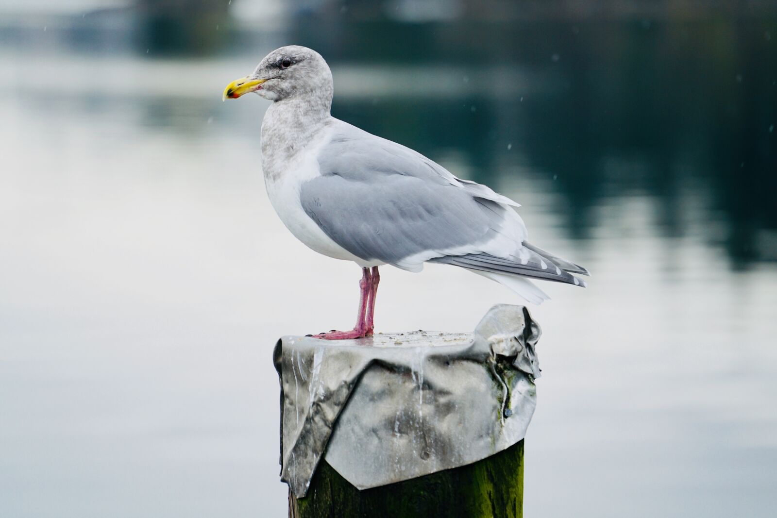 Sony a7R II + Sony FE 70-200mm F4 G OSS sample photo. Seagull, bird, water photography