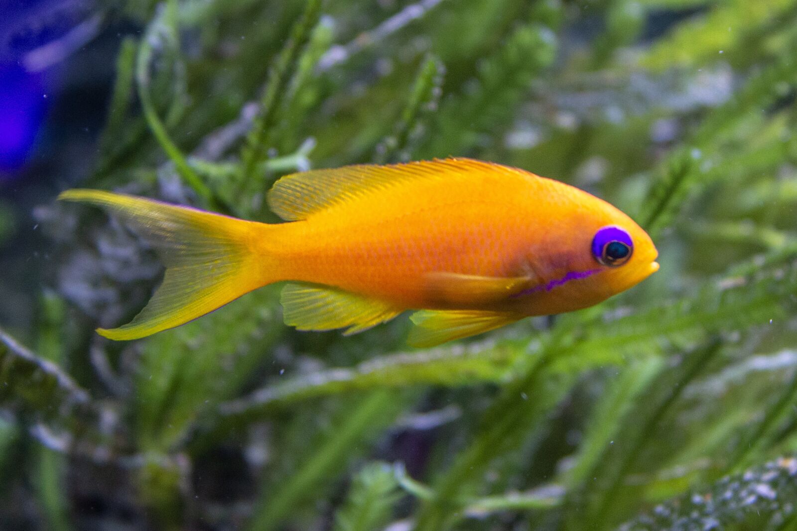 Canon EOS 600D (Rebel EOS T3i / EOS Kiss X5) sample photo. Fish, yellow, sea grass photography