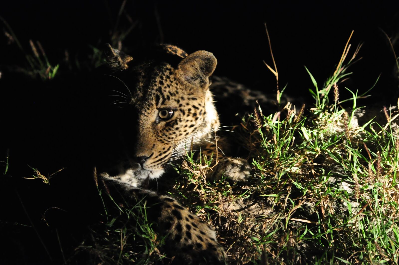 Nikon D90 sample photo. Leopard, africa, safari photography