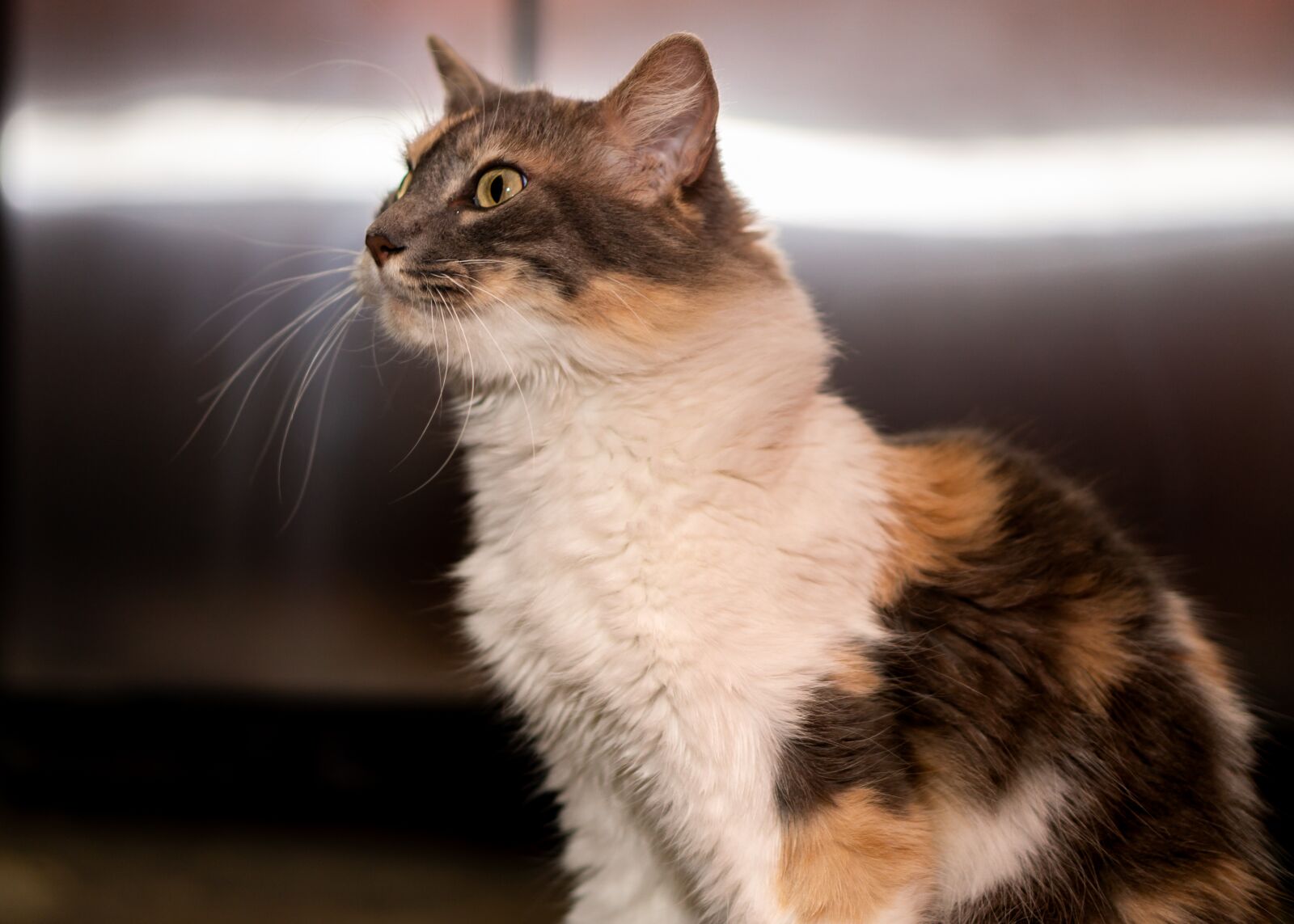 E 50mm F1.8 OSS sample photo. Cat, animal, cute photography