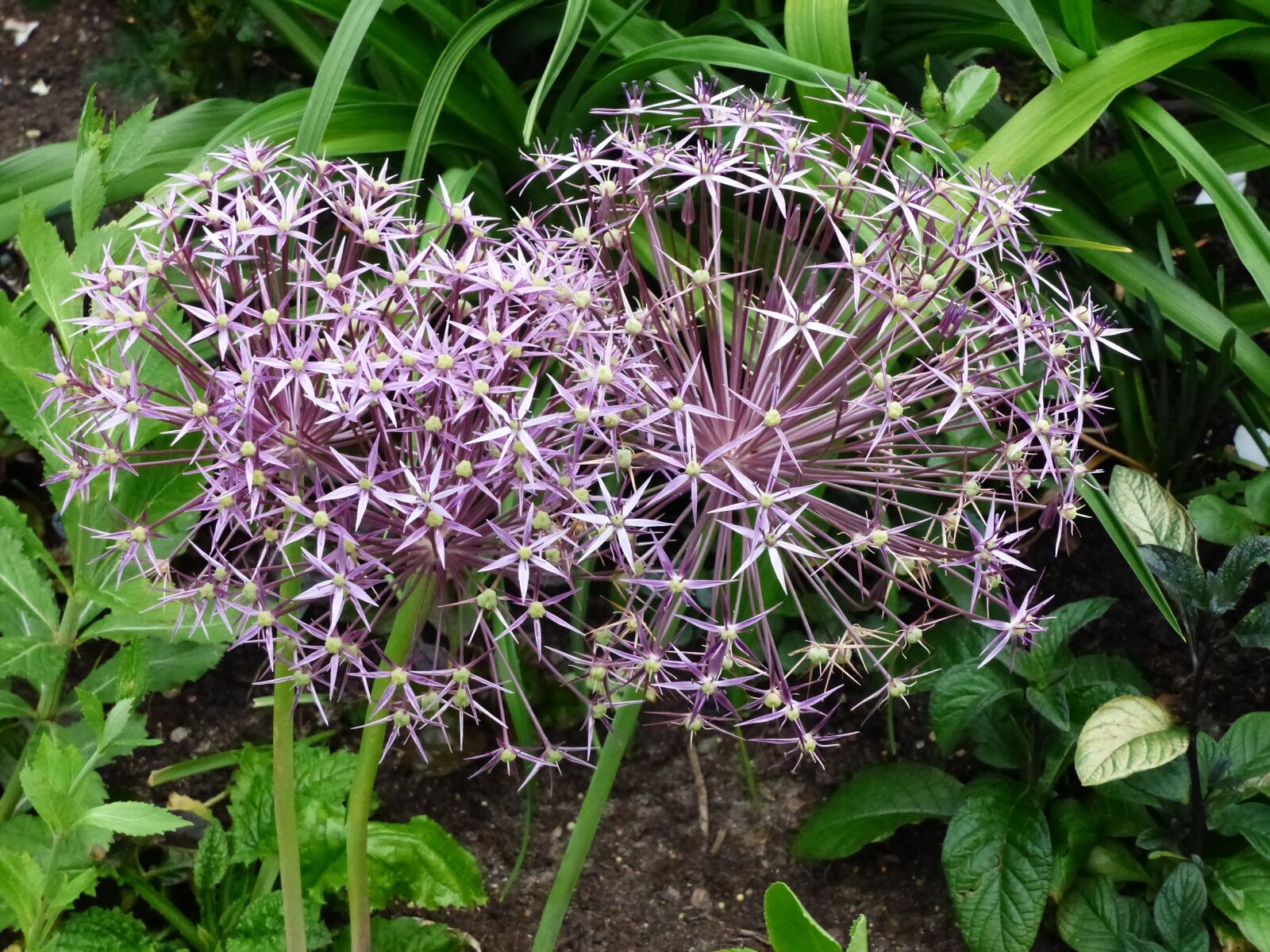 Panasonic Lumix DMC-FZ200 sample photo. Flowers, purple, green photography