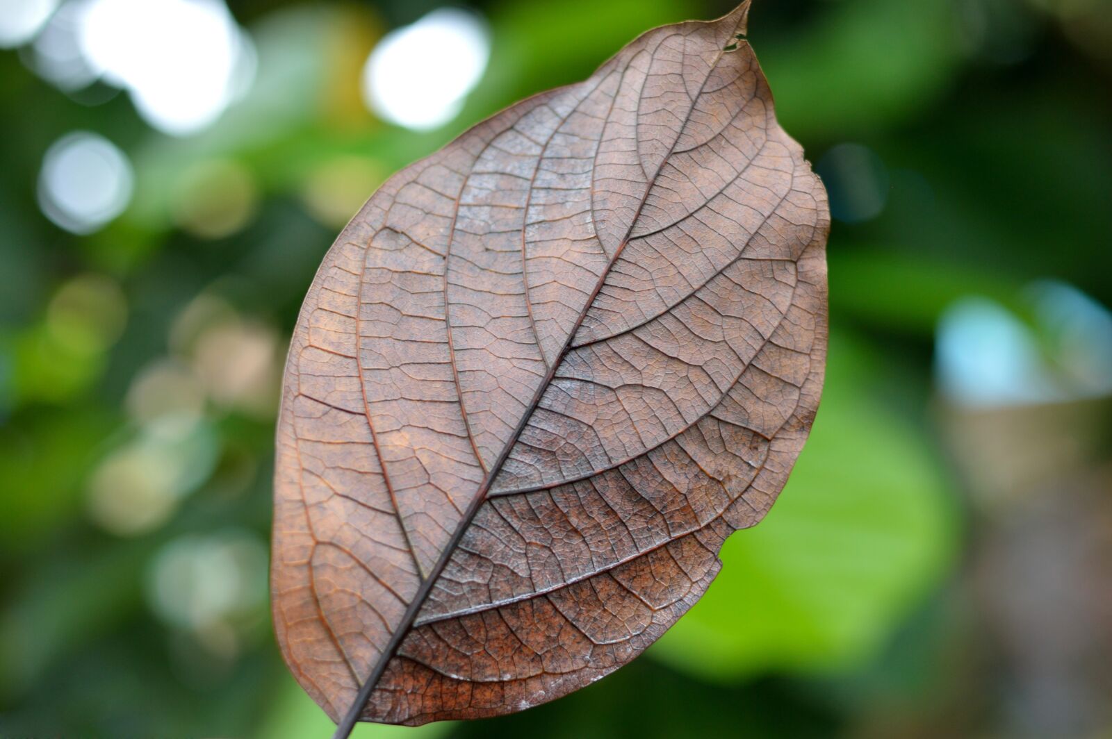 Nikon D3200 sample photo. Autumn, dry, leaf photography