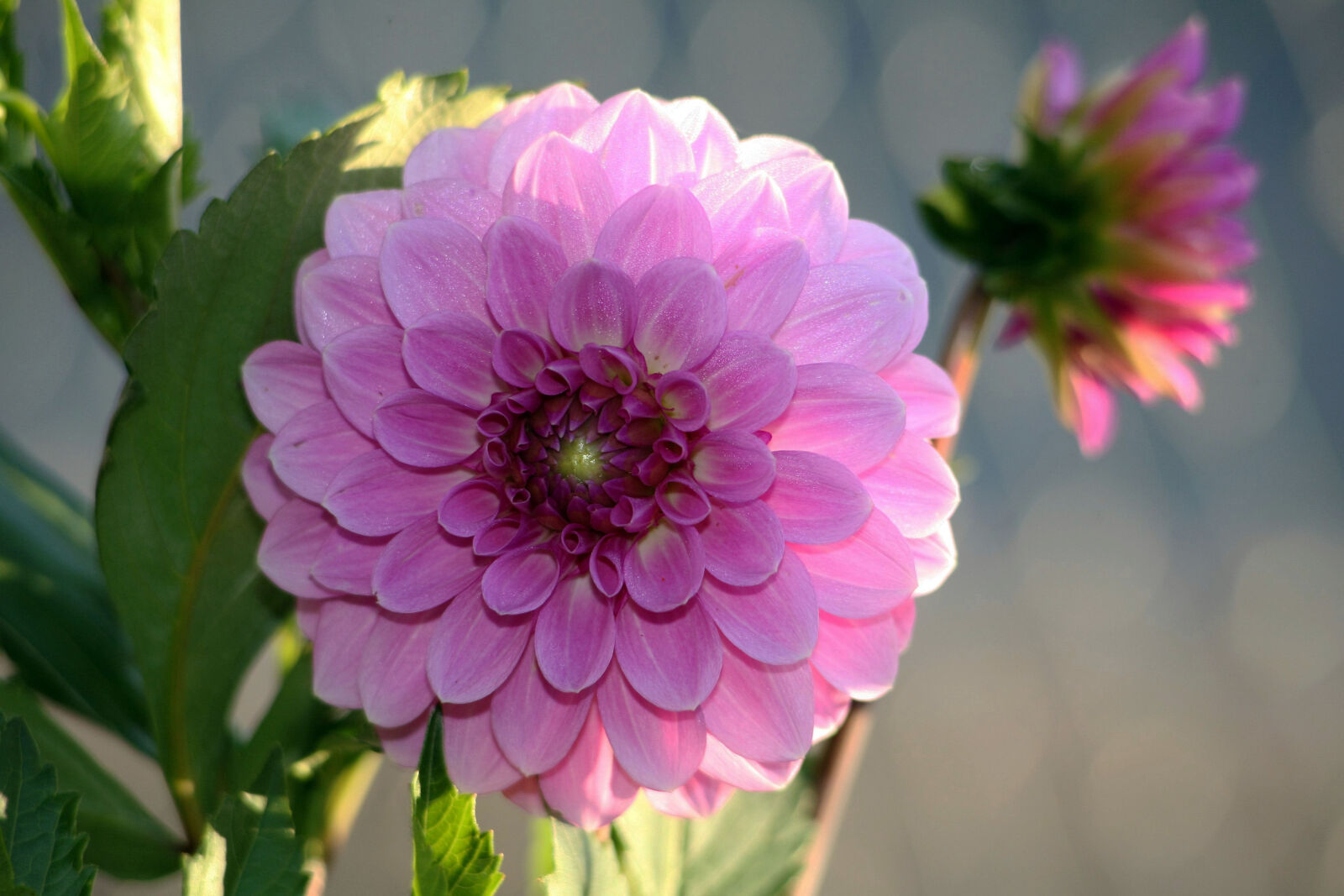 Canon EOS 5D sample photo. Dahlia, purple, flowers photography