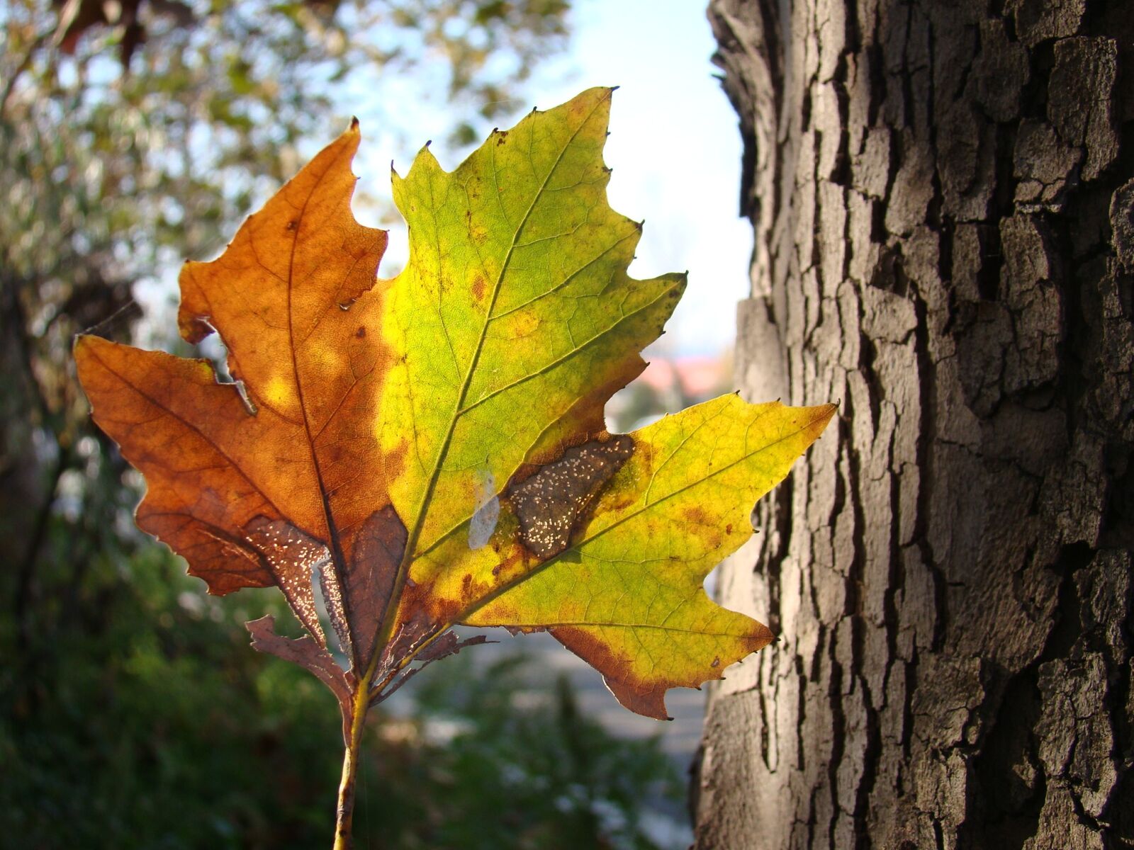 Sony Cyber-shot DSC-H50 sample photo. Tree, automn, leaf photography