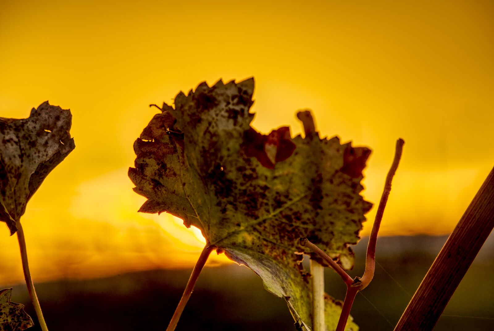 Sony a6000 sample photo. Leaf, grapevine, close up photography