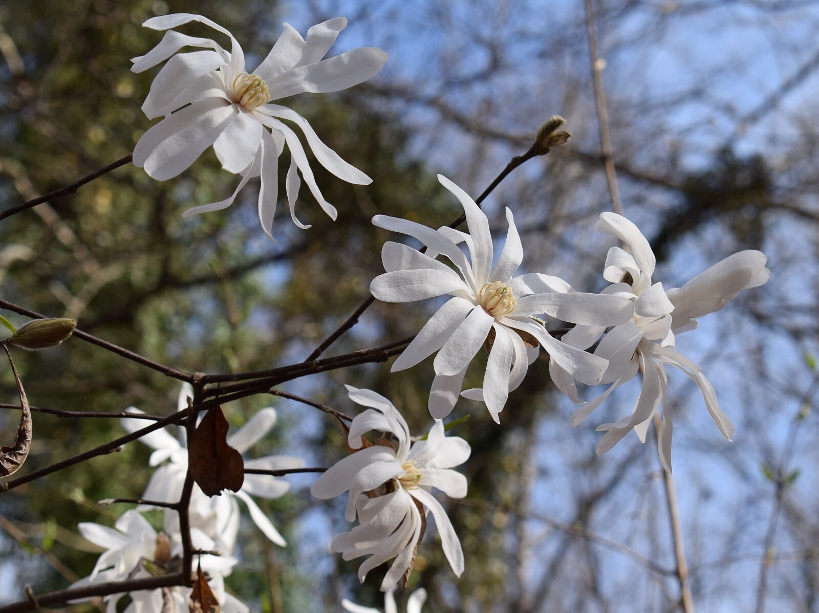 Nikon D3300 sample photo. Star magnolia, magnolia, tree photography