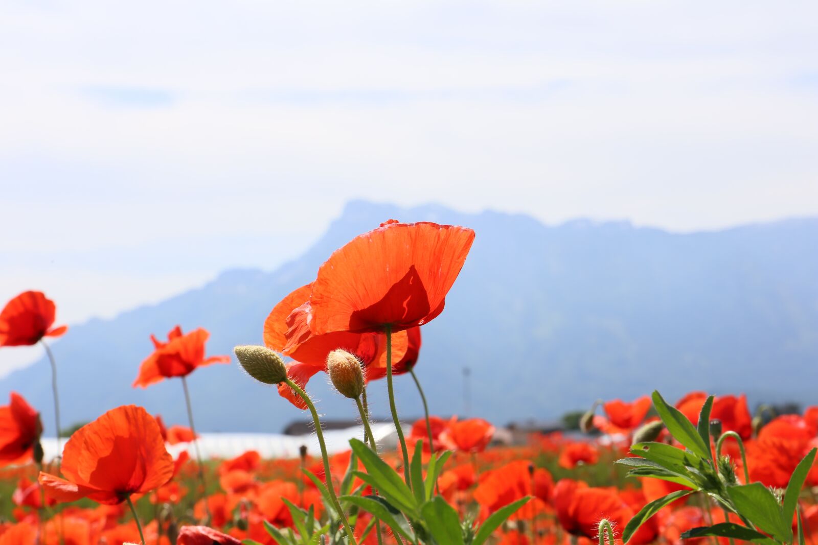 Canon EF 24-70mm F4L IS USM sample photo. Poppy, unterberg, austria photography