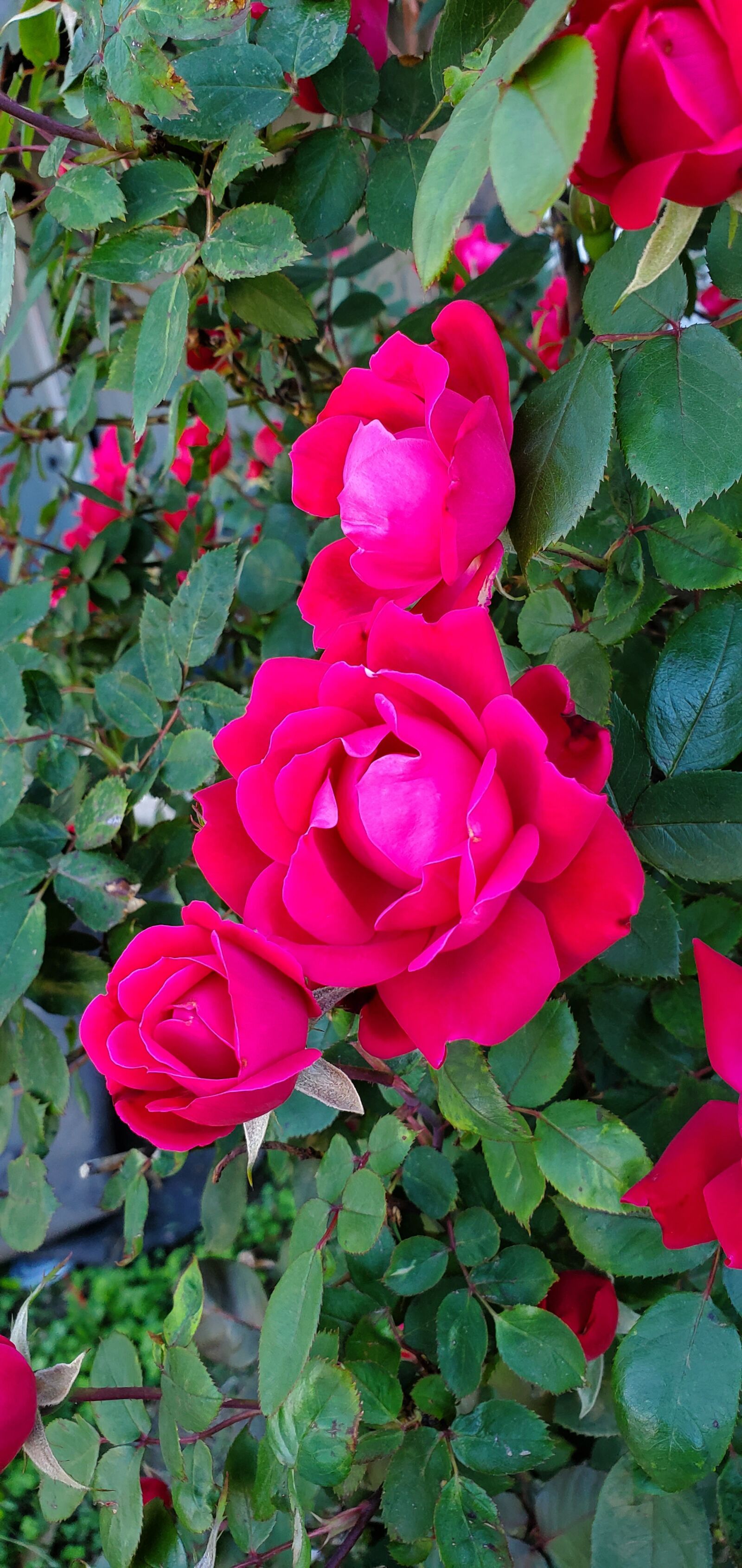 Samsung Galaxy S10 sample photo. Roses, flowers, nature photography