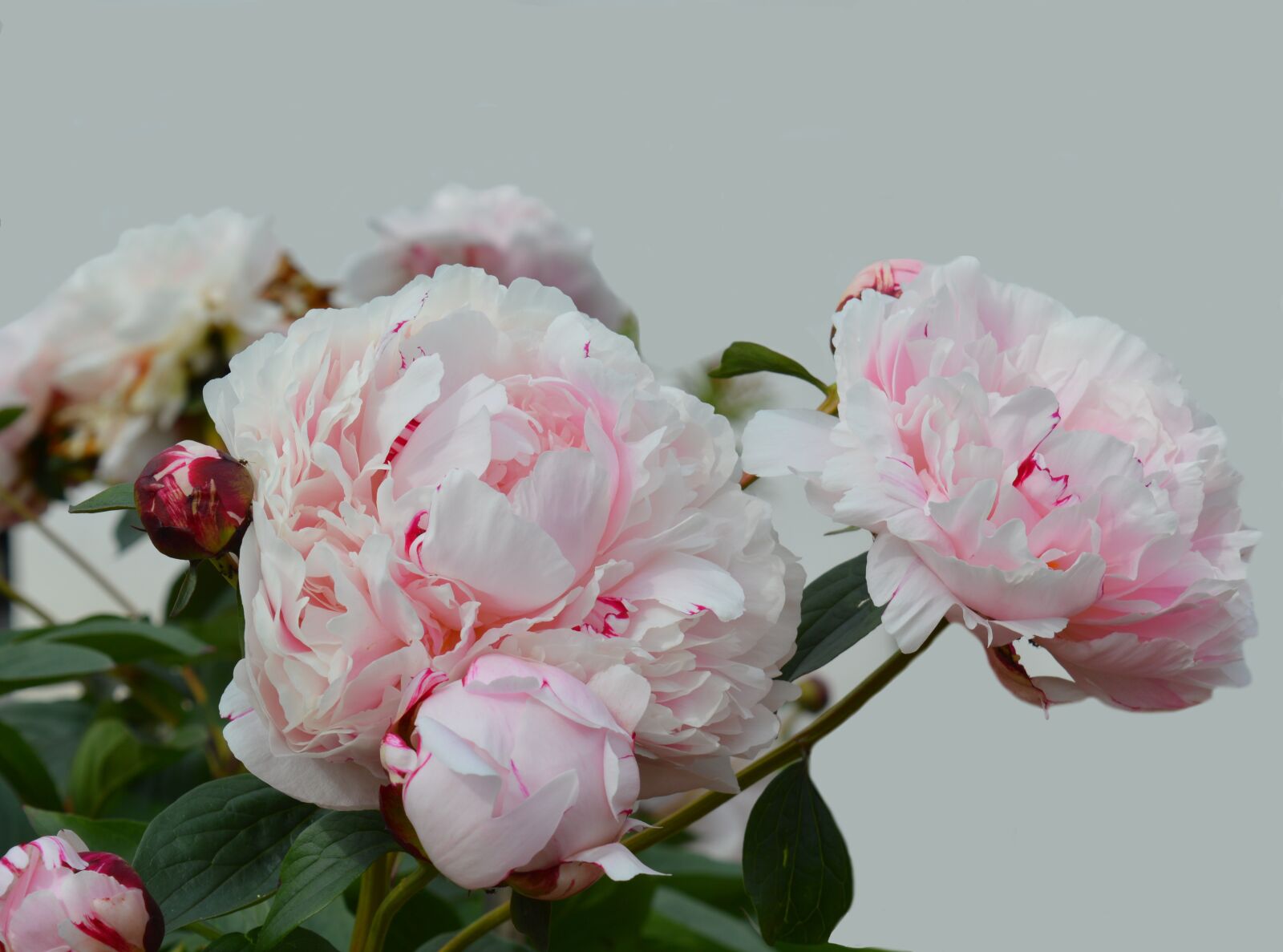 Nikon D3200 sample photo. Peony, blossom, bloom photography