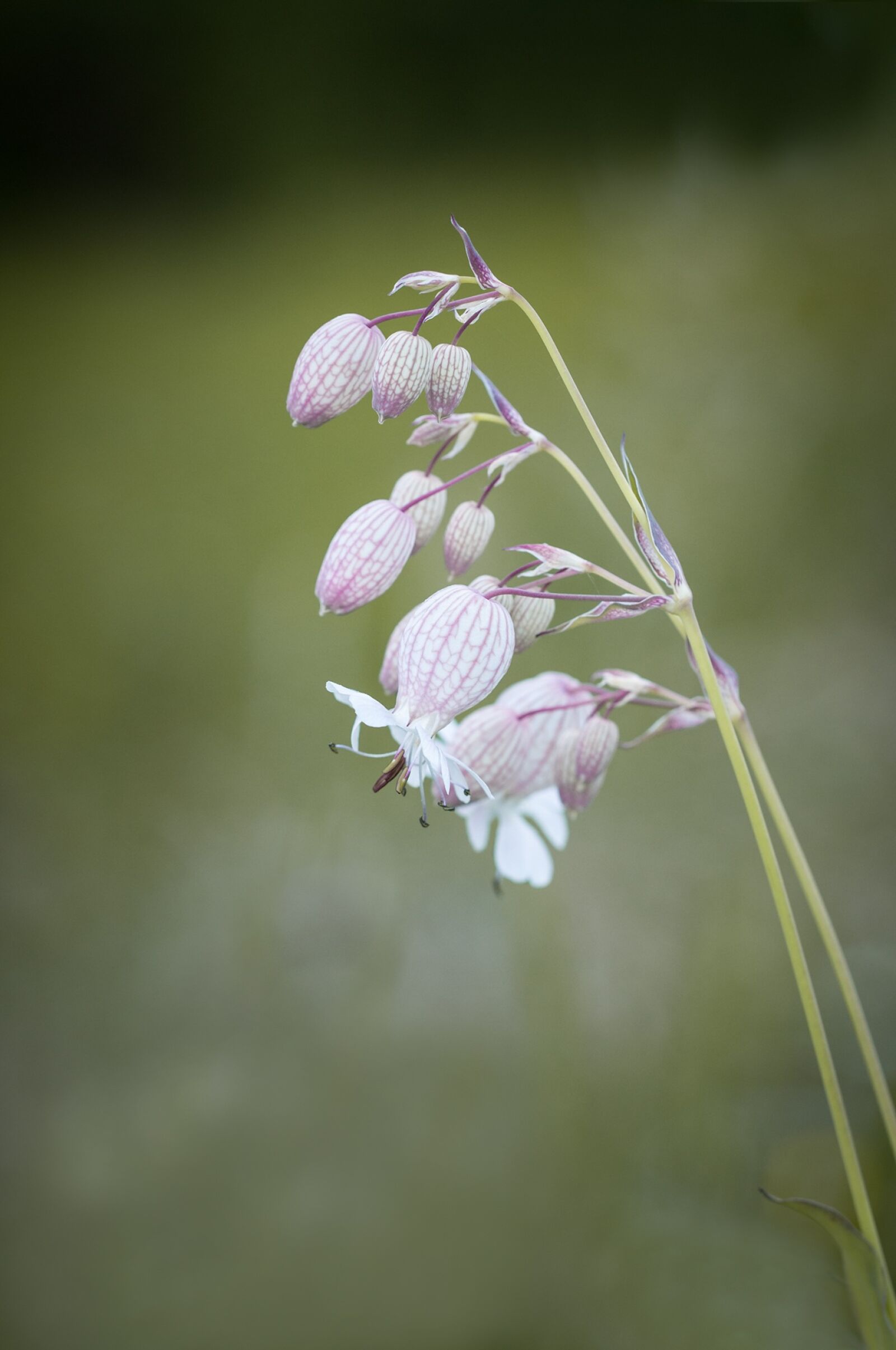 Nikon D90 sample photo. Ordinary gossip carnation, silene photography