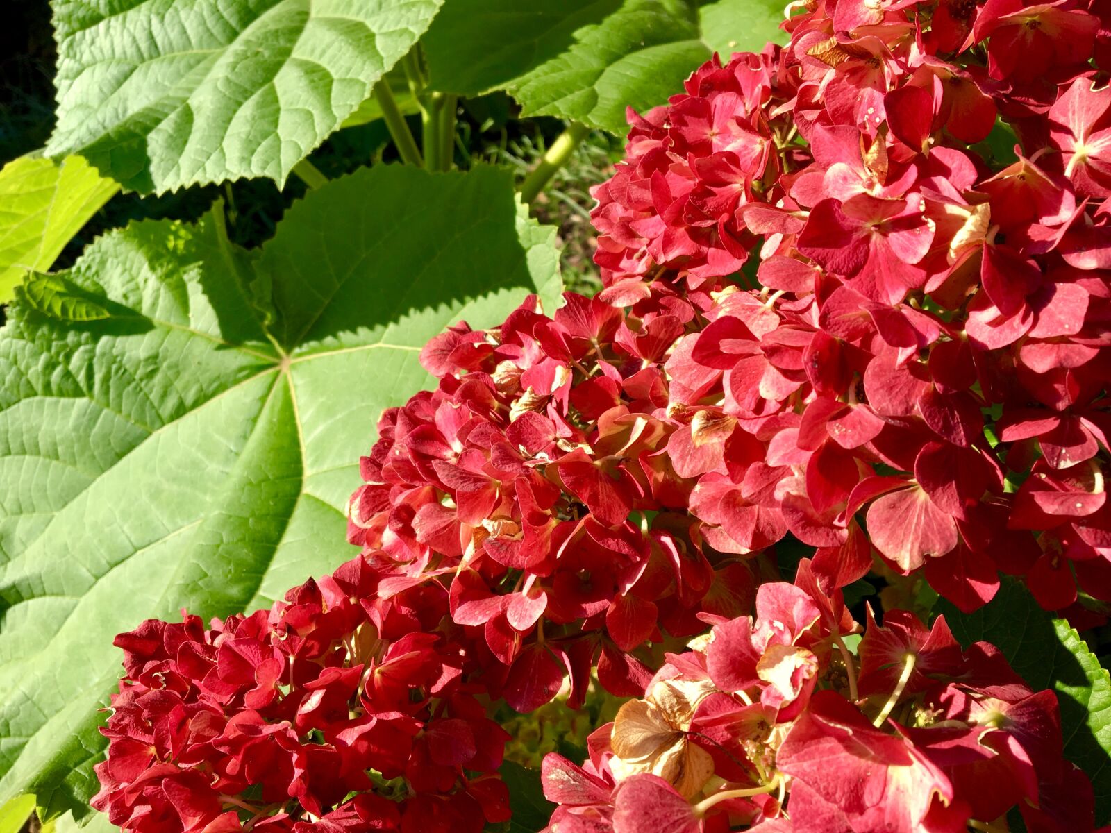 Apple iPhone 6s sample photo. Hydrangea, flower, autumn photography