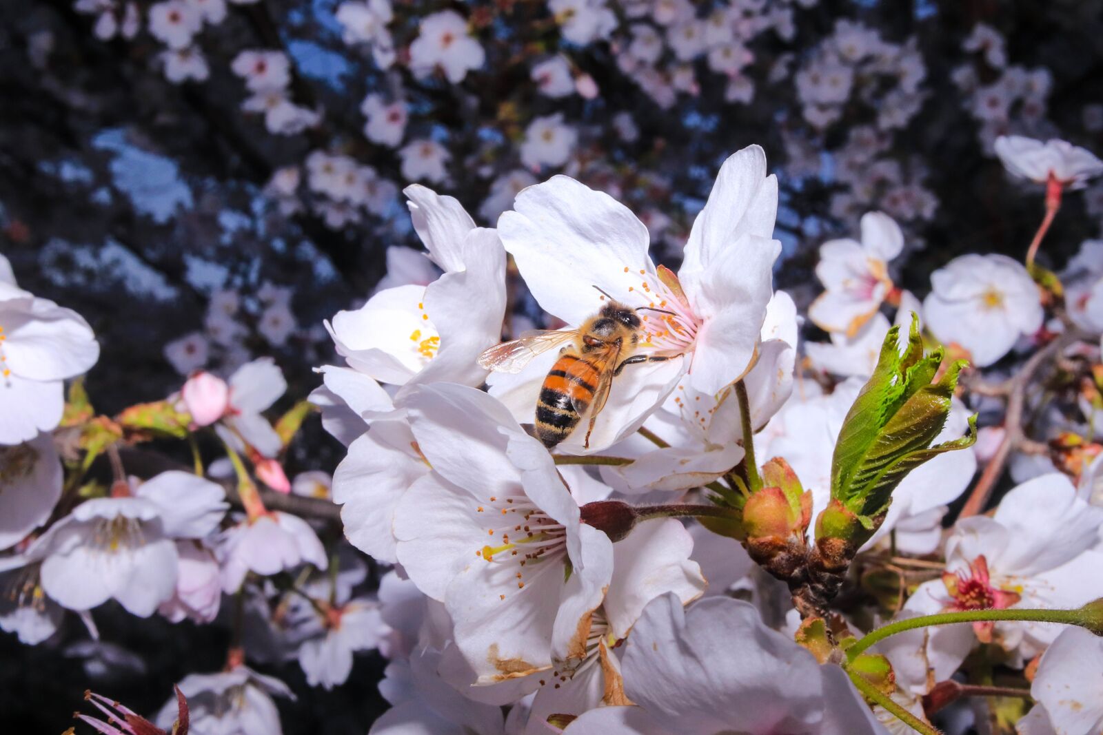 Canon EOS 800D (EOS Rebel T7i / EOS Kiss X9i) + Canon EF-S 24mm F2.8 STM sample photo. Cherry blossom, bee, spring photography