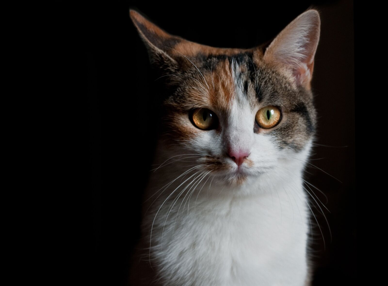 Nikon D300 sample photo. Cat, look, chiaroscuro photography