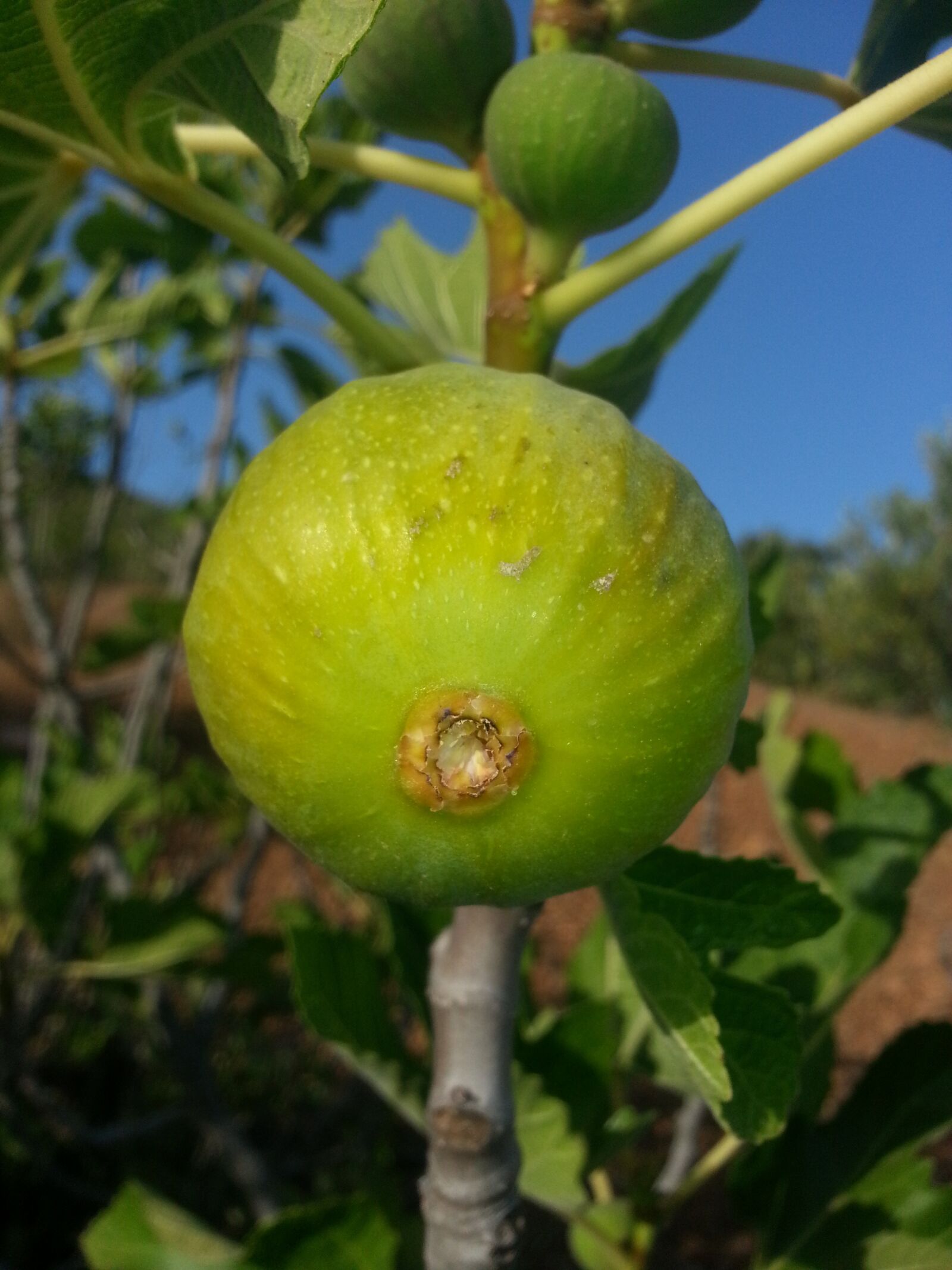 Samsung Galaxy S3 sample photo. Fig, fruit, food photography