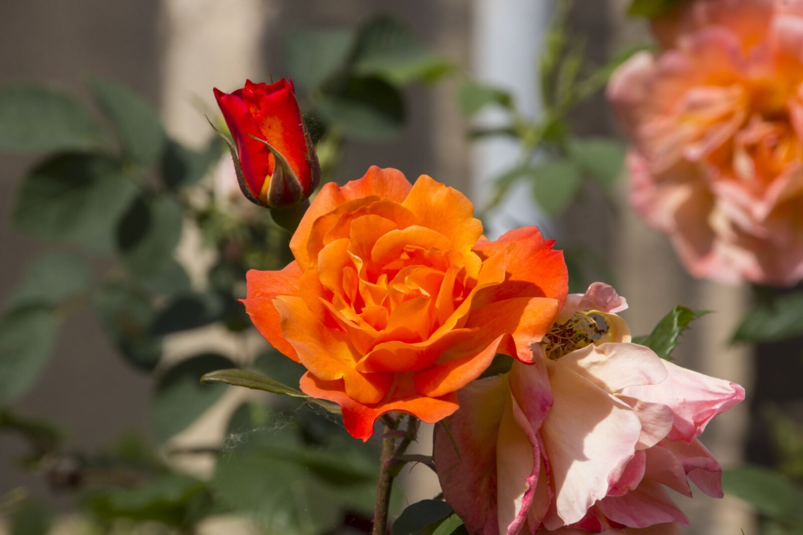 Canon EOS 60D sample photo. Rose, flower, blossom photography