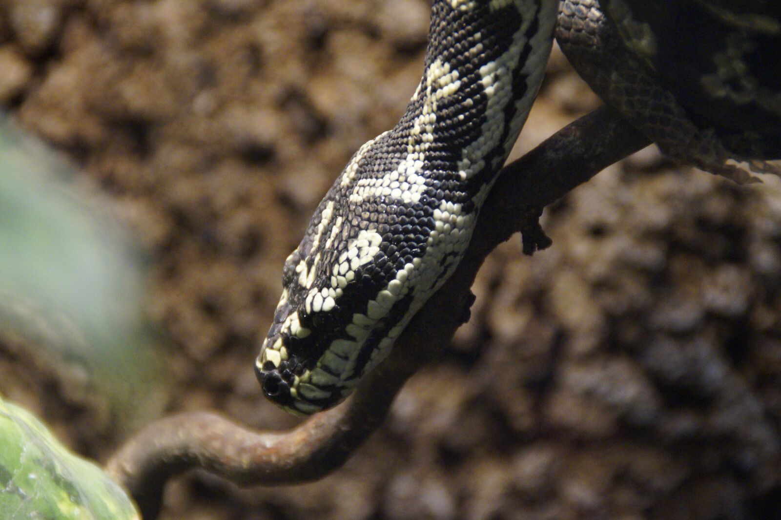 Sony SLT-A58 sample photo. Snake, head, snakehead photography