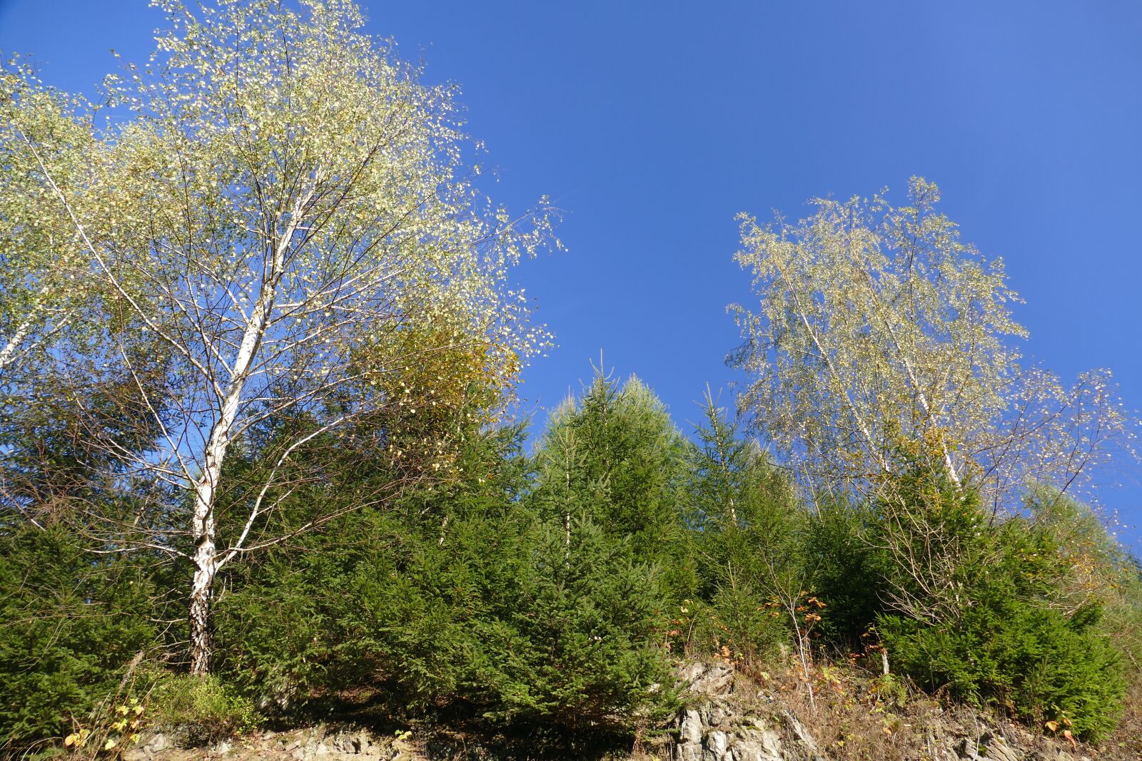 Panasonic Lumix DMC-FZ1000 sample photo. Landscape, deciduous tree, clouds photography