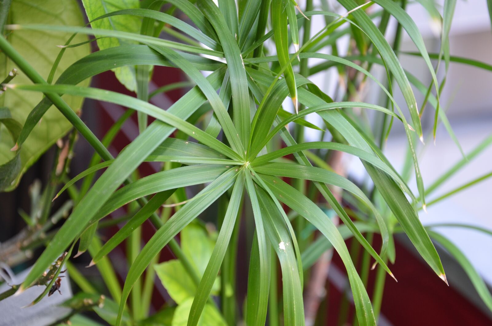 Nikon D7000 sample photo. Papyrus, always green, nature photography