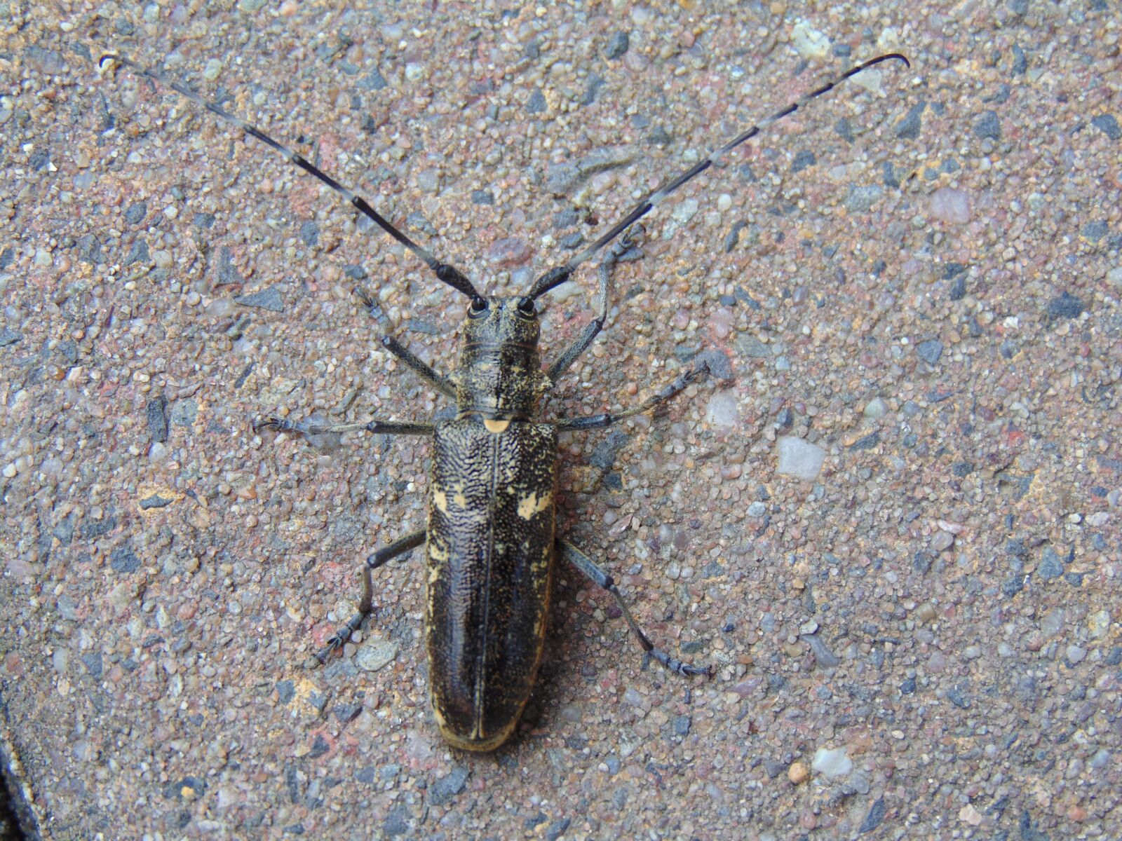 Sony Cyber-shot DSC-H300 sample photo. Insect, k zkowate, the photography