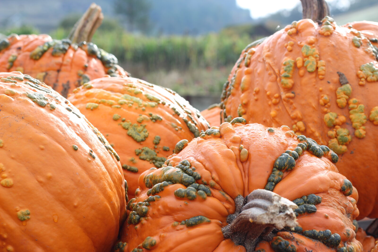 Canon EOS 1200D (EOS Rebel T5 / EOS Kiss X70 / EOS Hi) sample photo. October, pumpkin photography