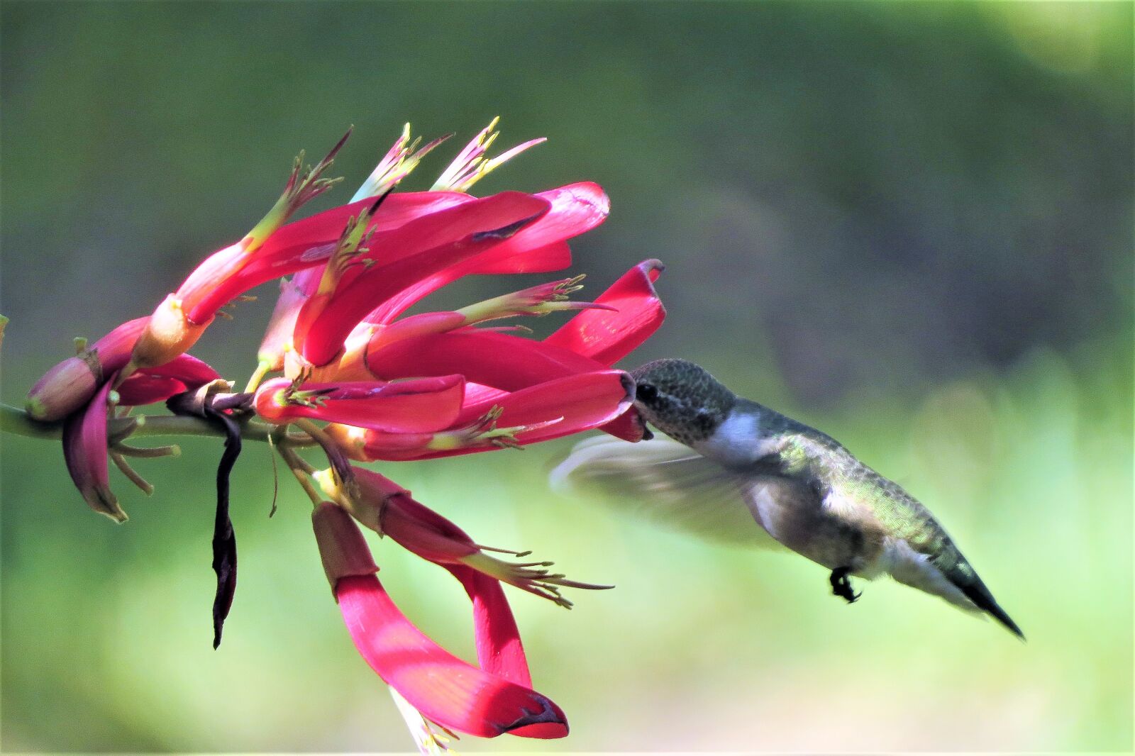 Canon PowerShot SX50 HS sample photo. Hummingbird, feeding, firecracker vine photography