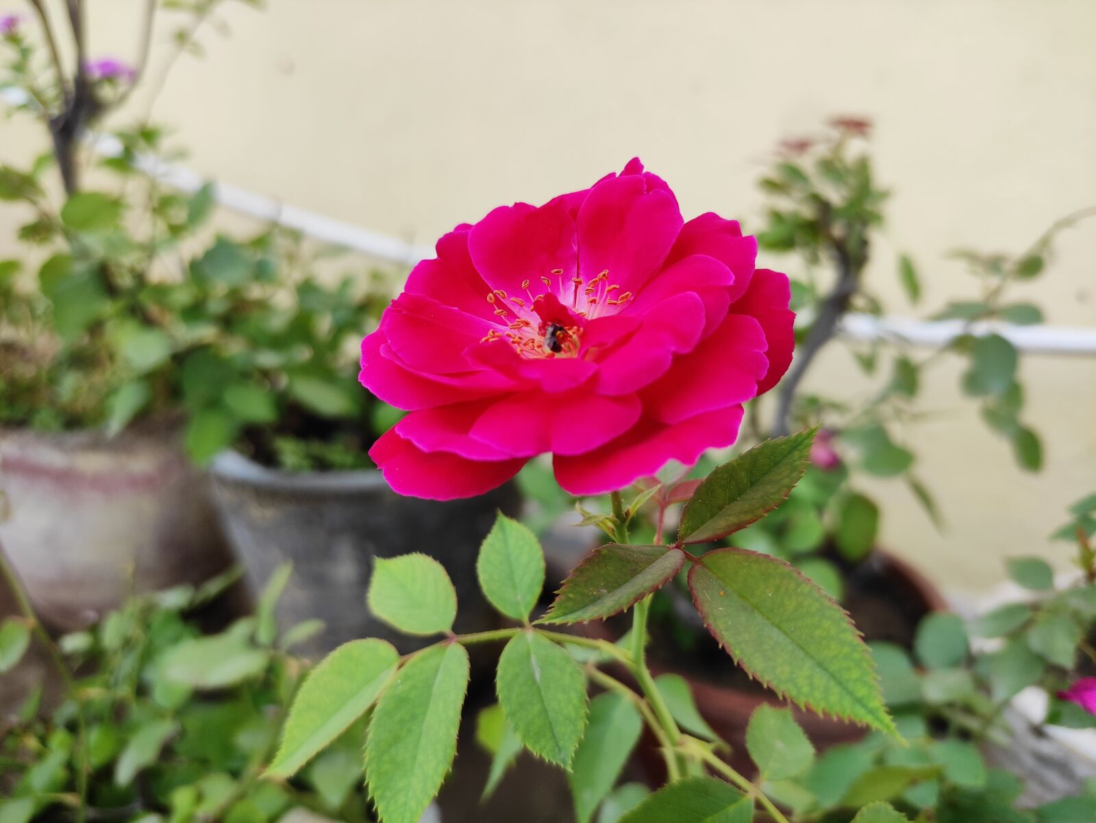 Xiaomi POCO X2 sample photo. Rose, flower, rosa photography