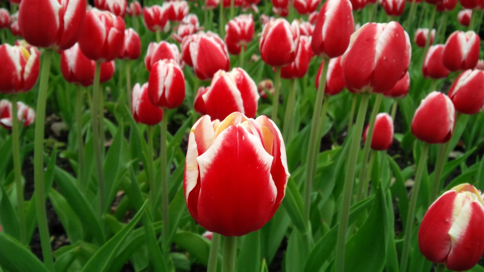 BlackBerry Z10 sample photo. Tulip, flower, spring photography