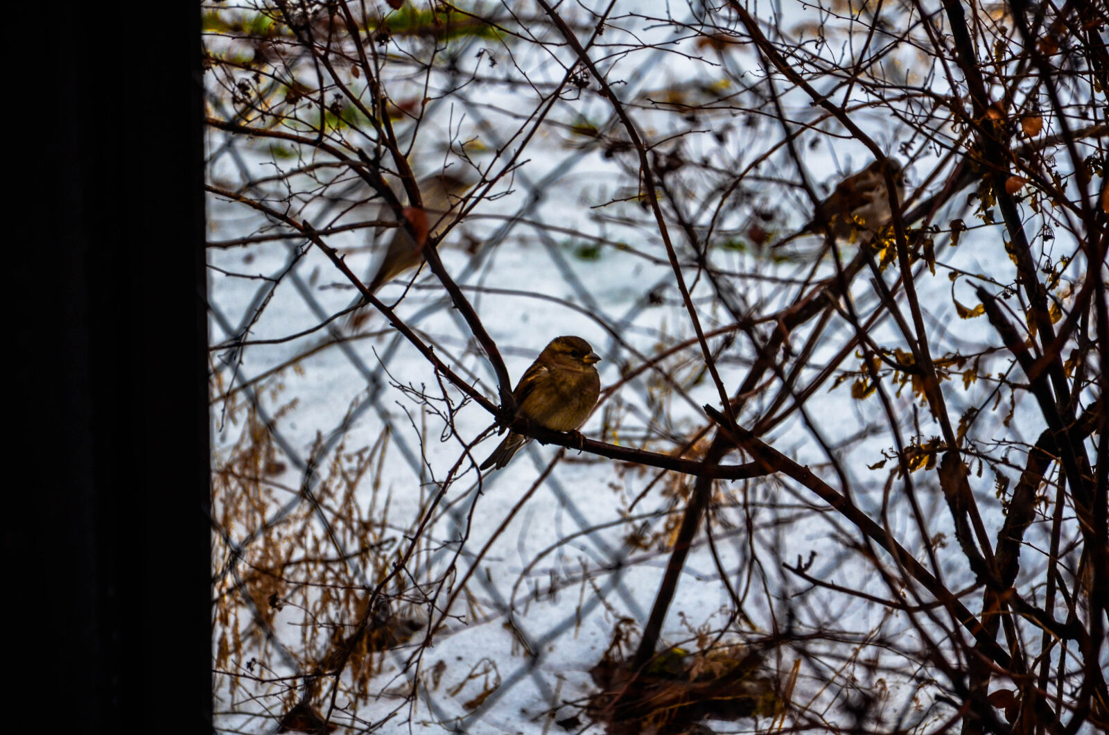 Nikon D5100 sample photo