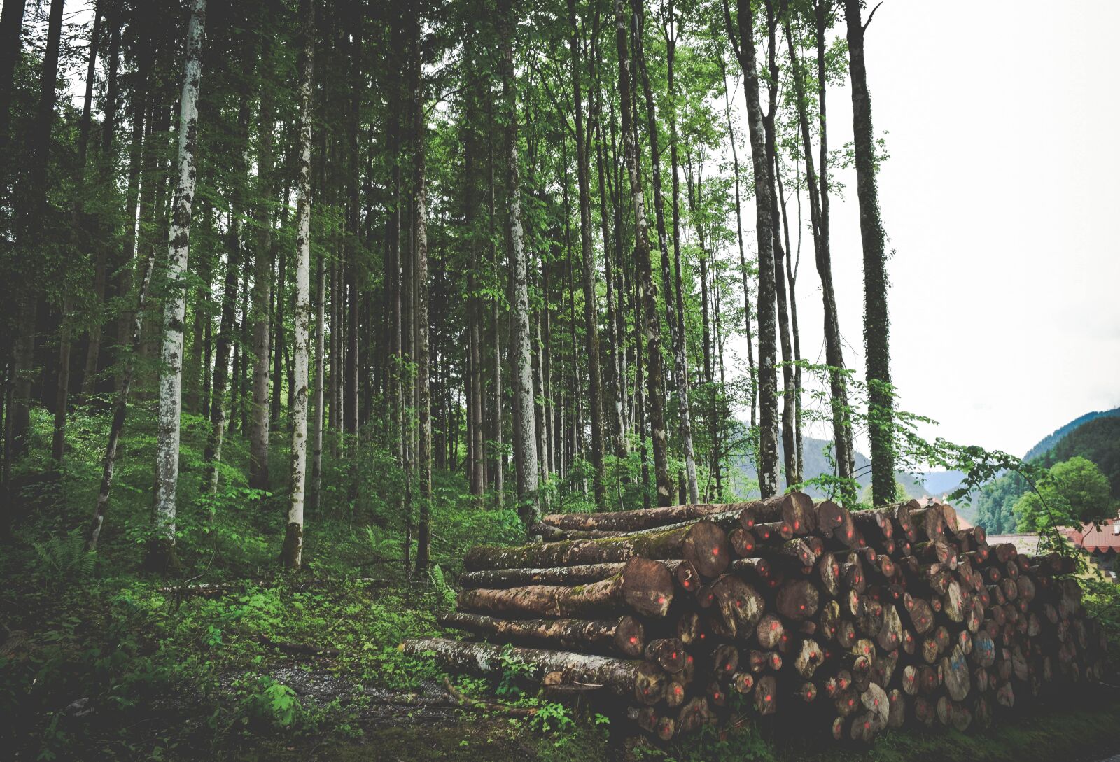 Nikon D3300 sample photo. Forest, landscape, leaves photography