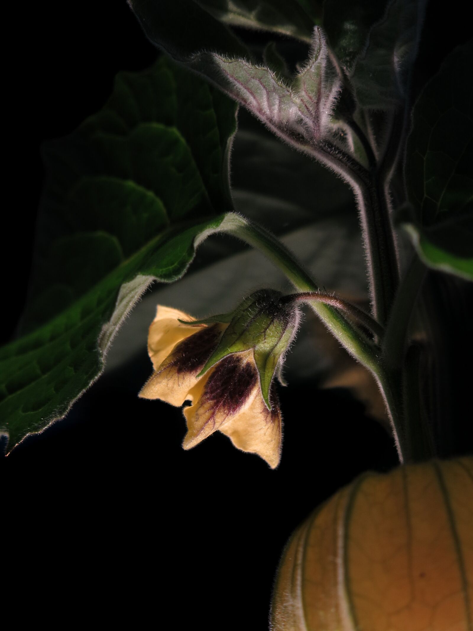 Canon PowerShot G15 sample photo. Physalis, blossom, bloom photography