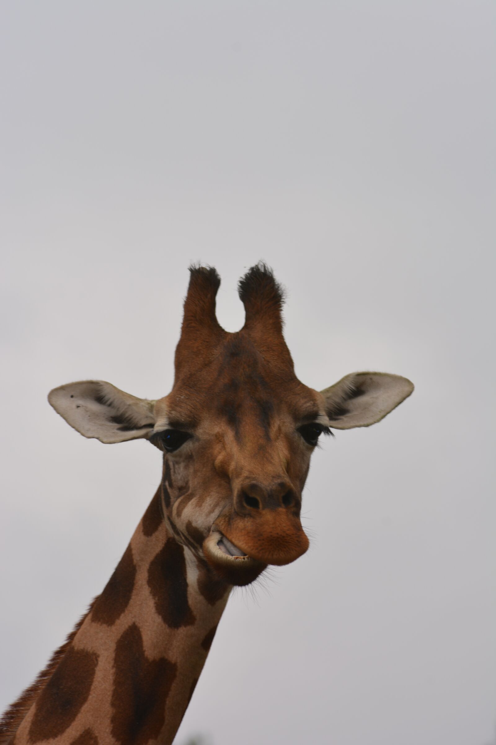 Nikon D5200 sample photo. Giraffe, head, close up photography
