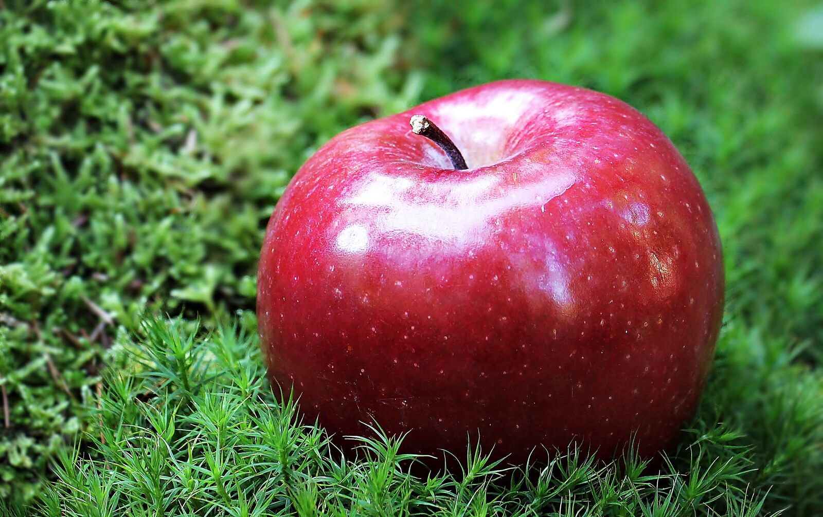 Canon EOS 550D (EOS Rebel T2i / EOS Kiss X4) sample photo. Apple, red apple, red photography
