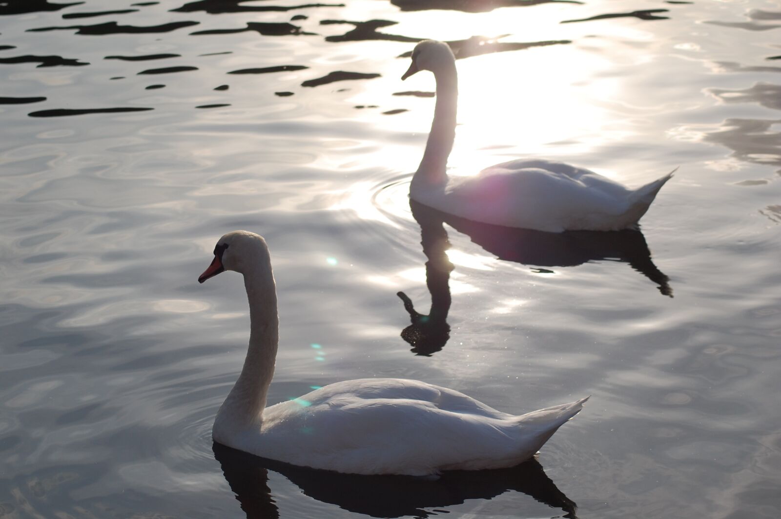 Nikon D40 sample photo. Nature, dutch, animals photography