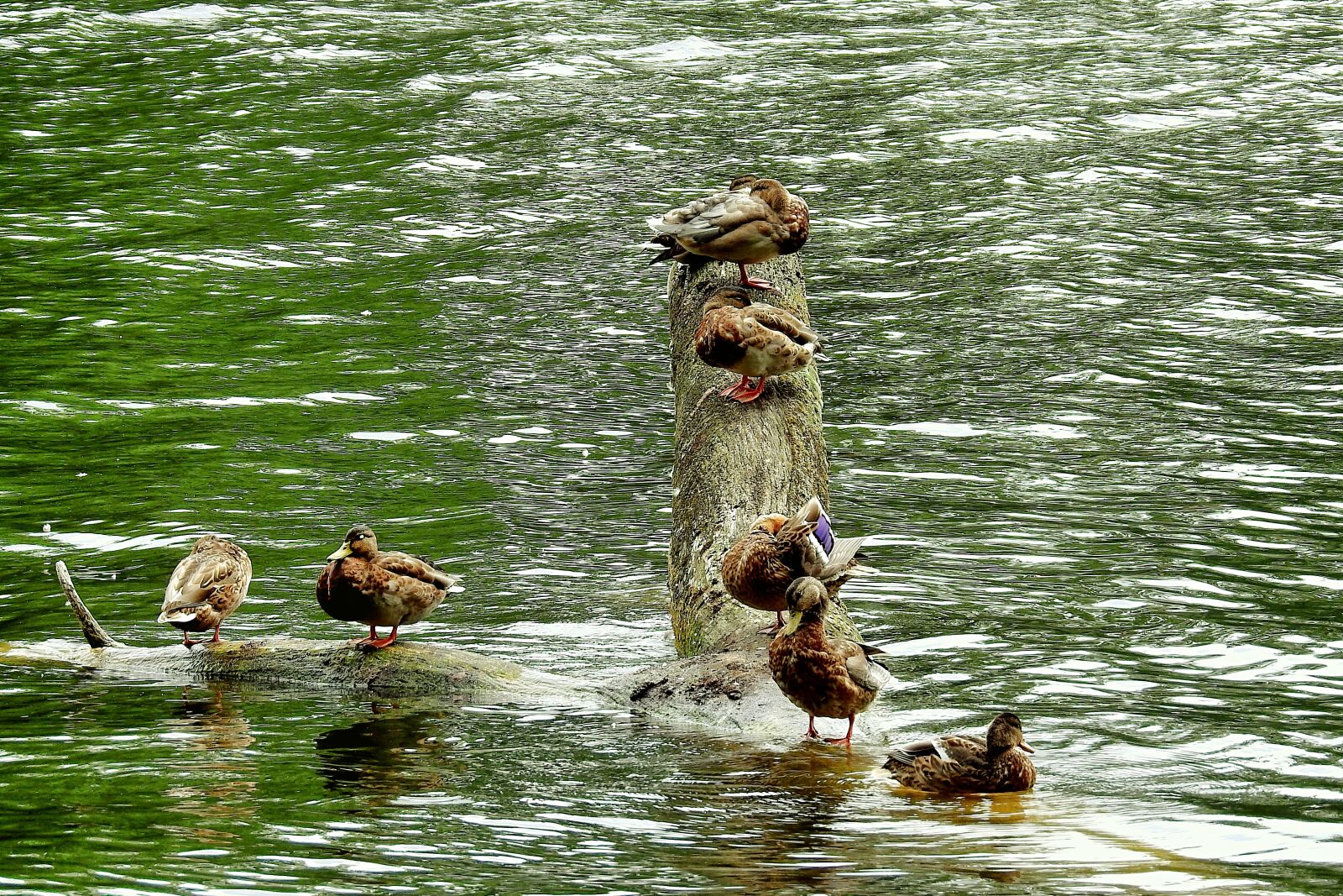 Nikon Coolpix P900 sample photo. Ducks, birds, lake photography