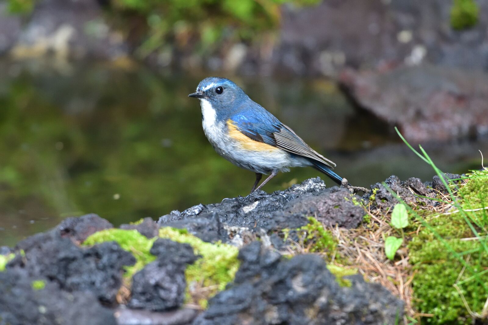 Nikon D810 sample photo. Natural, outdoors, wild animals photography