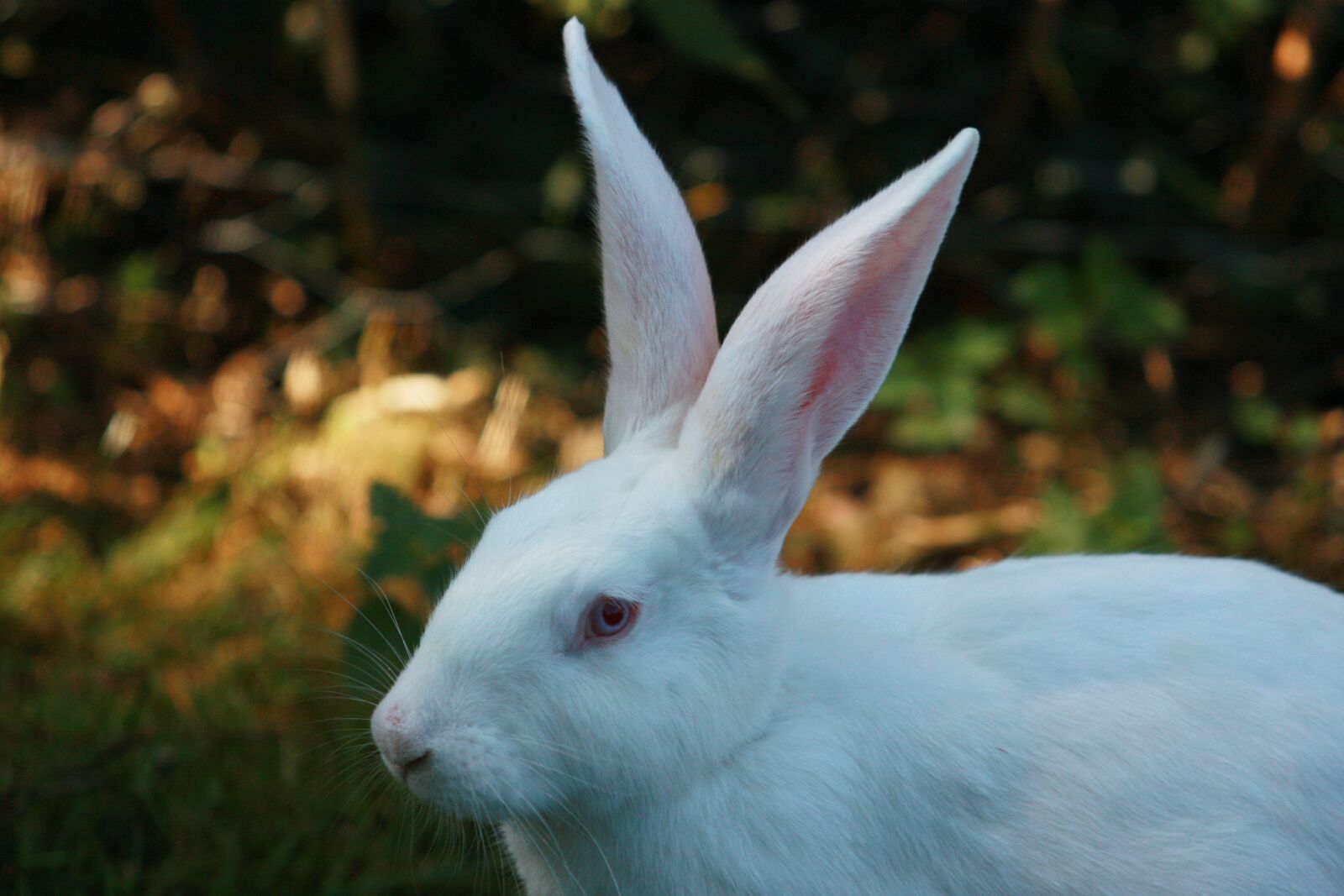 Canon EOS 40D sample photo. Hare, white, rabbit photography