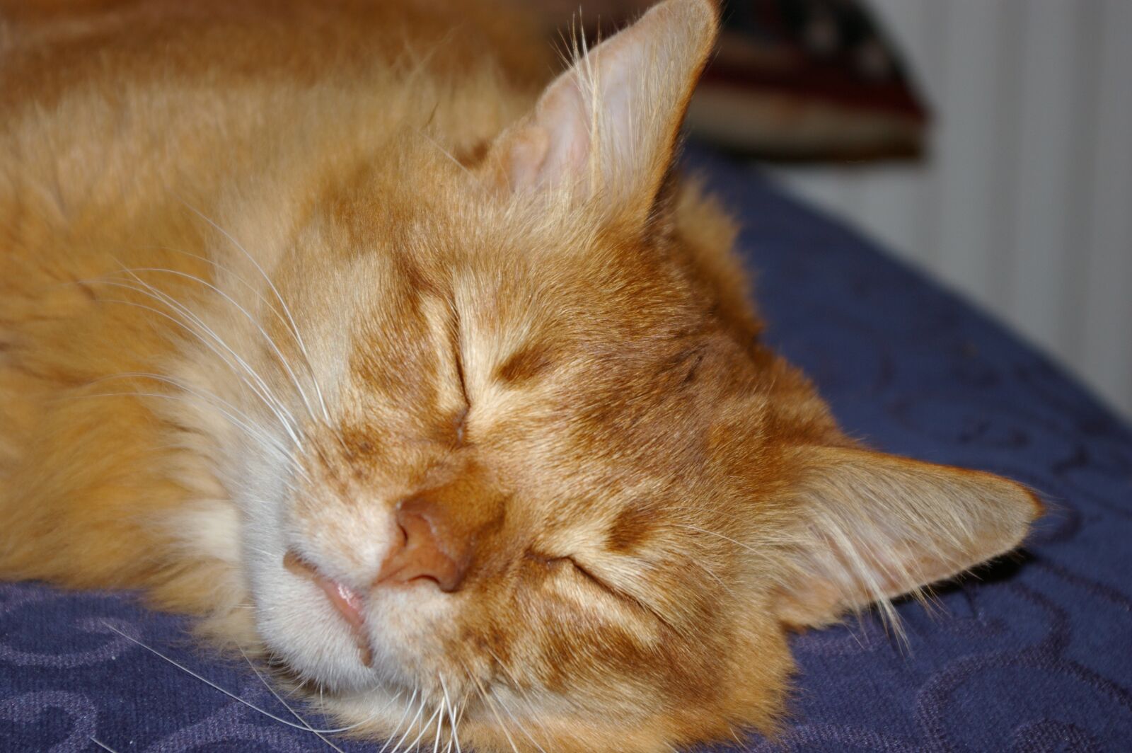 Pentax K100D sample photo. Sleeping cat, somali, ginger photography