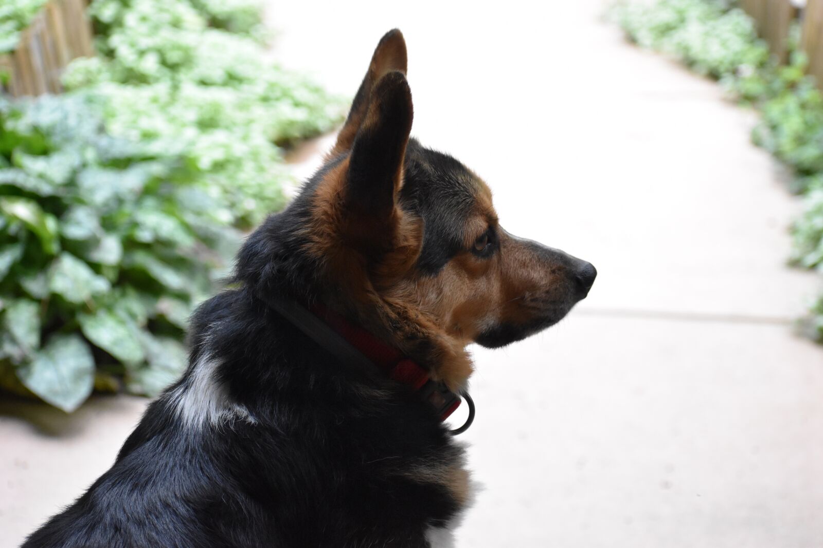 Nikon D3500 sample photo. Corgi, tri-color, dog photography