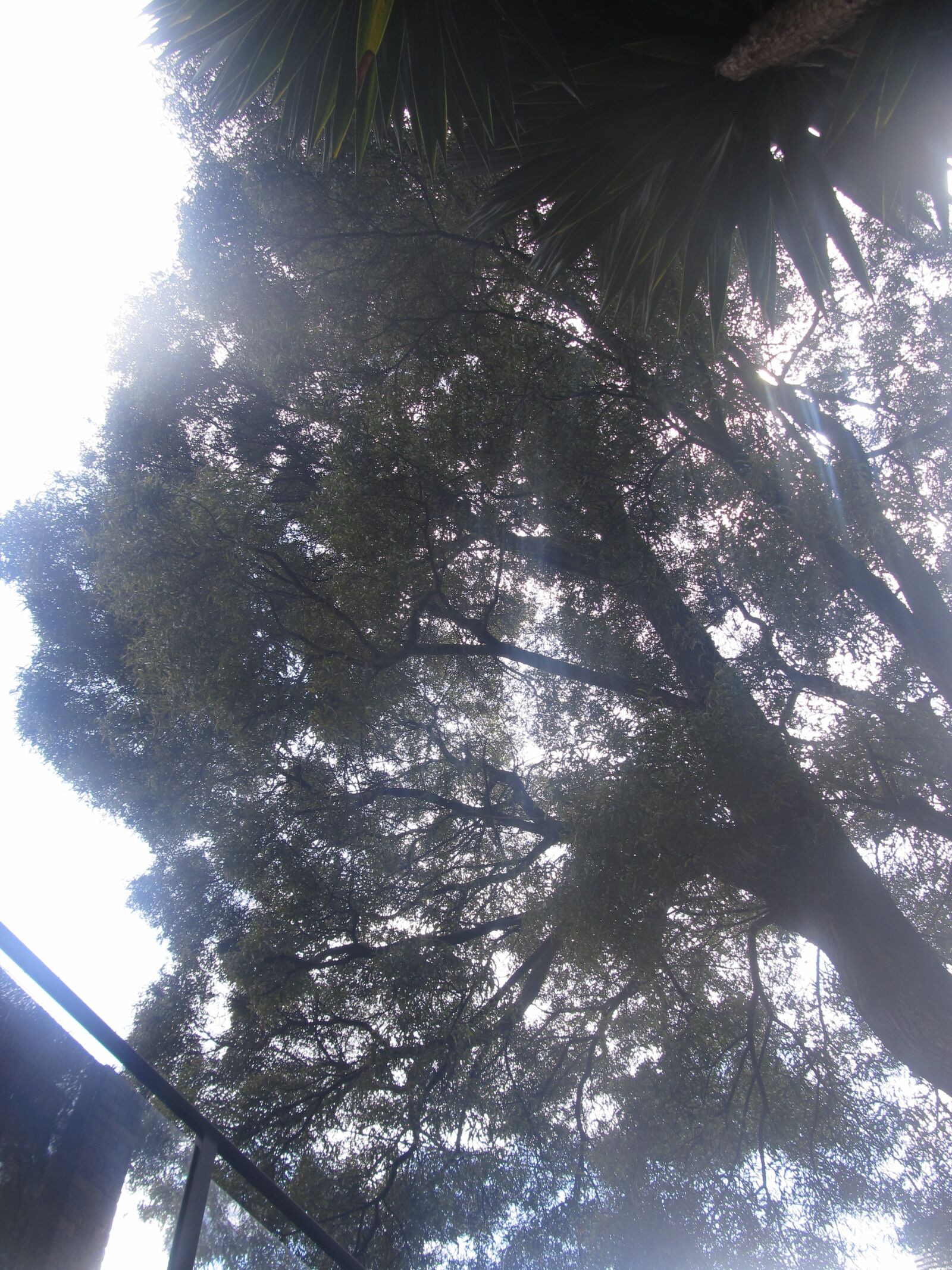Canon PowerShot SX130 IS sample photo. Arbolado, zona verde, vegetaci photography