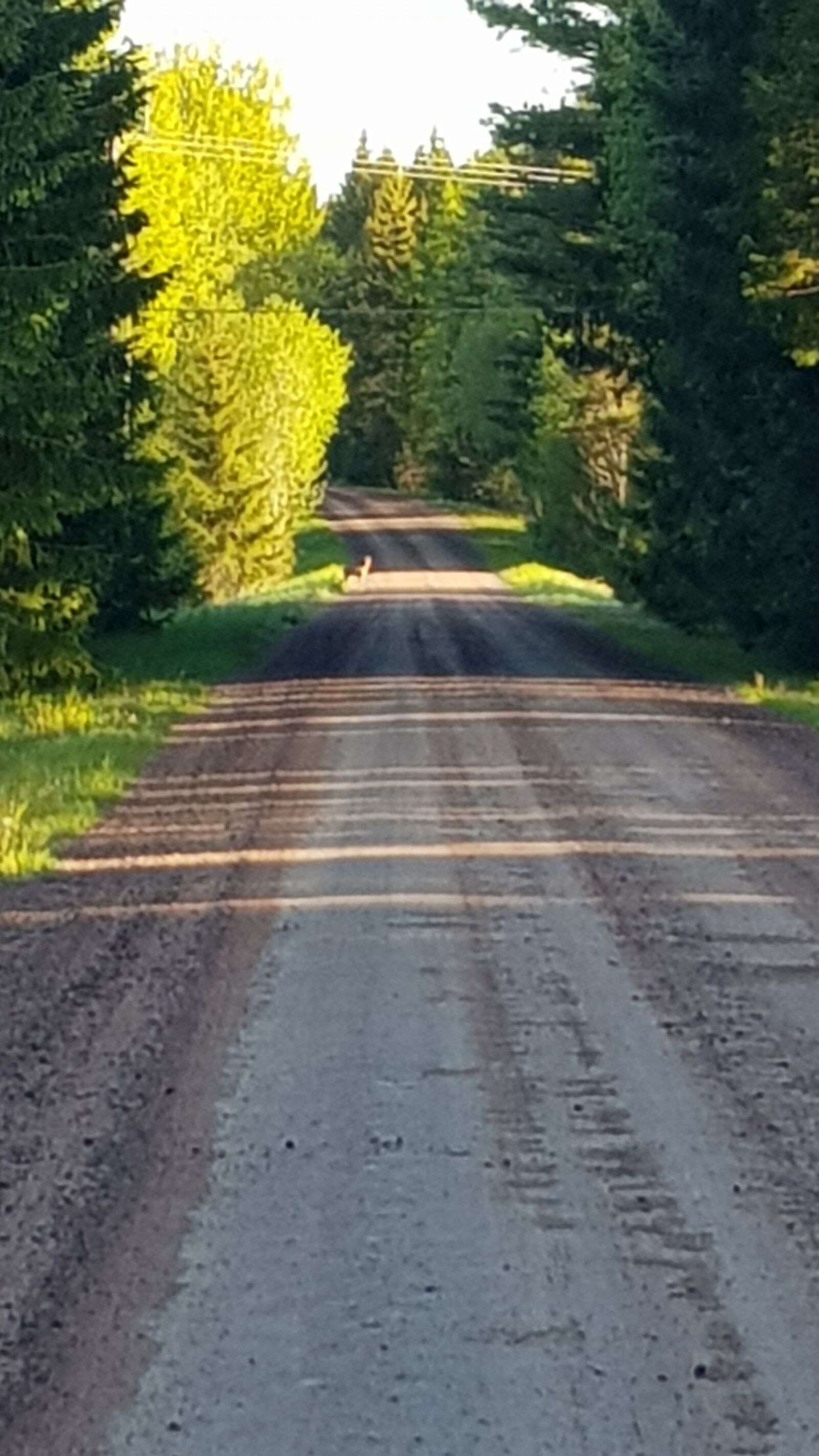 Samsung Galaxy S8 sample photo. Venison, at, roads photography