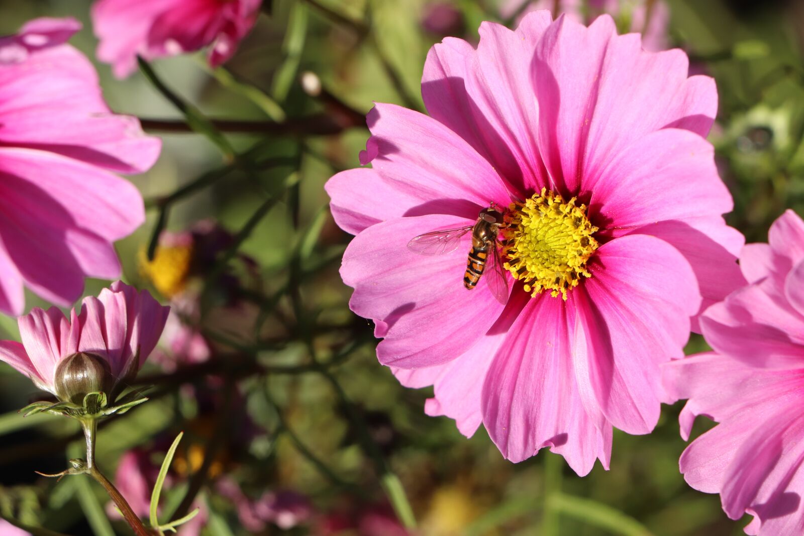 Canon EOS 800D (EOS Rebel T7i / EOS Kiss X9i) sample photo. Cosmos, flower, flowers photography